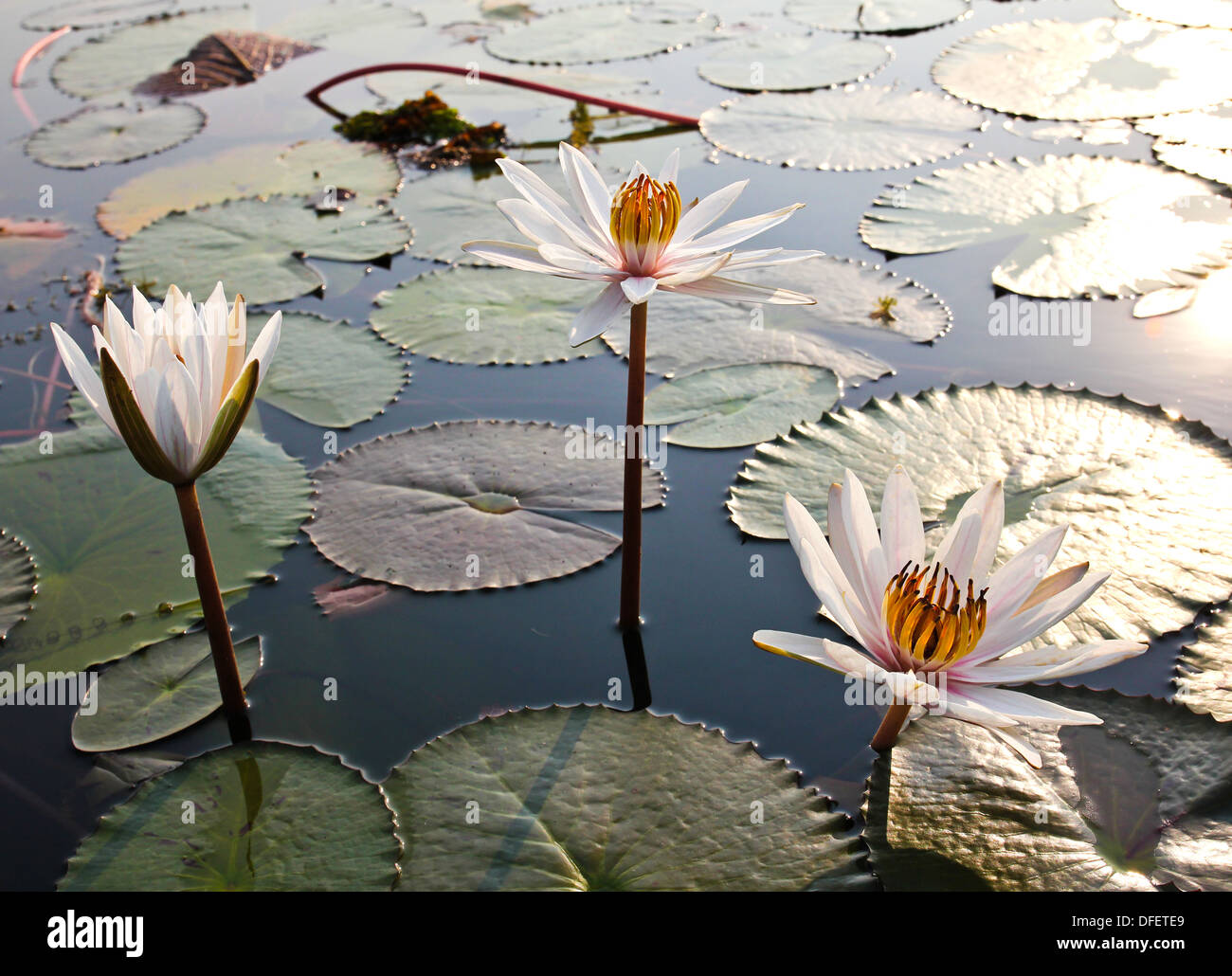 Weißer Lotus in See Stockfoto