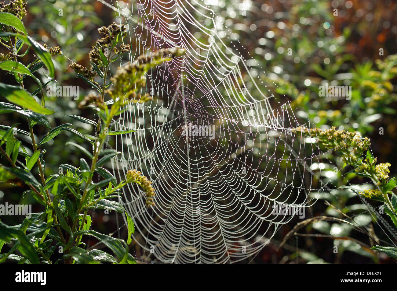 Spinnennetz aus Sommer Zweig, Vermont ausgesetzt Stockfoto