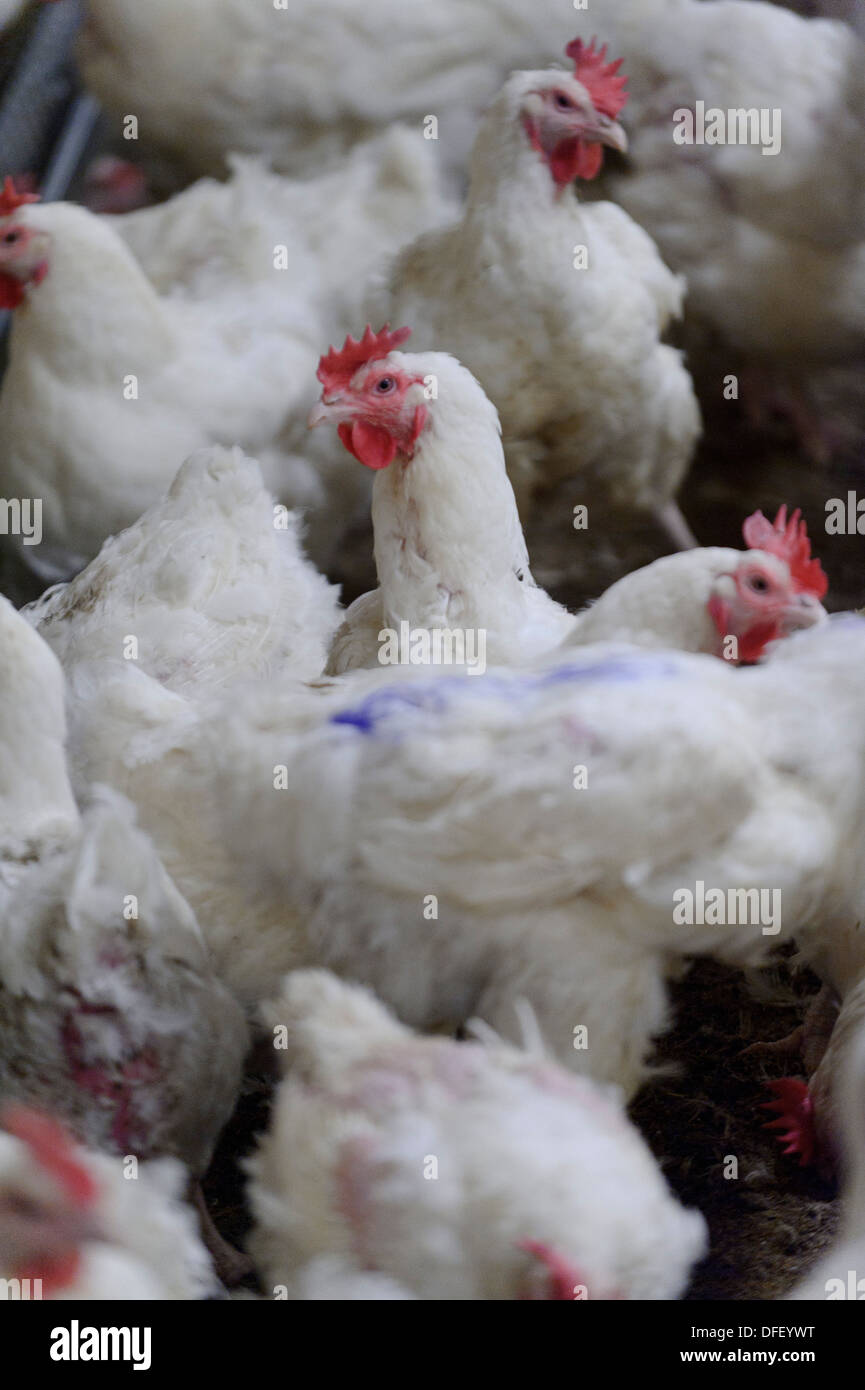 Geflügel-Produktionseinheit. Stockfoto