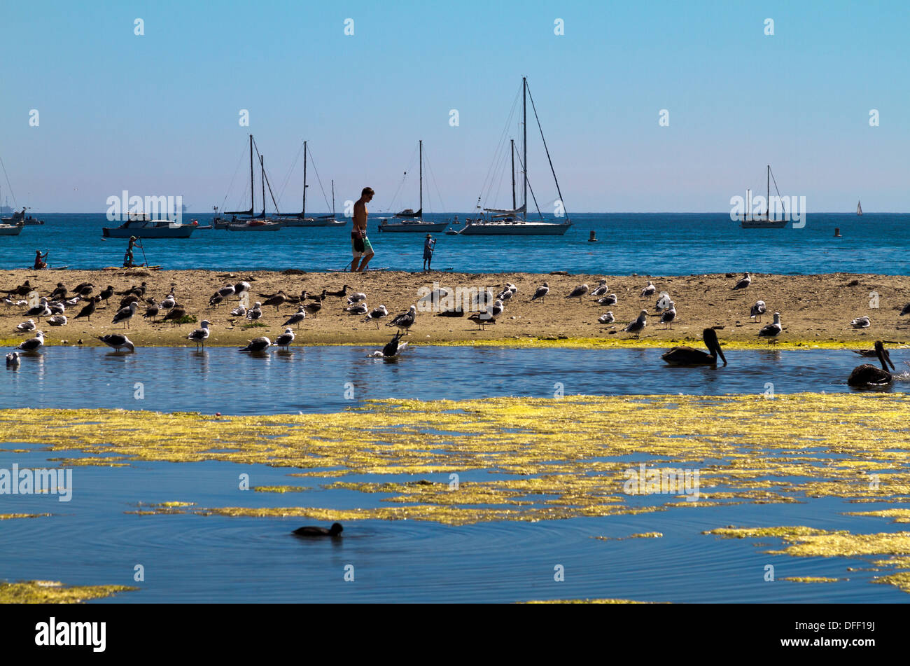 Menschen und Vögel teilen den Strand mit Booten vertäut im Hintergrund und einen Sumpf im Vordergrund in Santa Barbara, Kalifornien Stockfoto