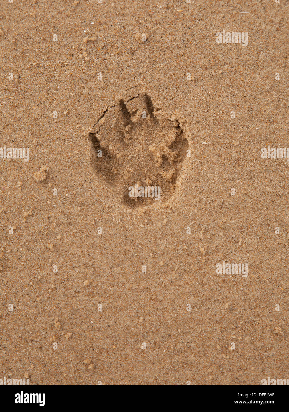 Hundepfote print im sand Stockfoto