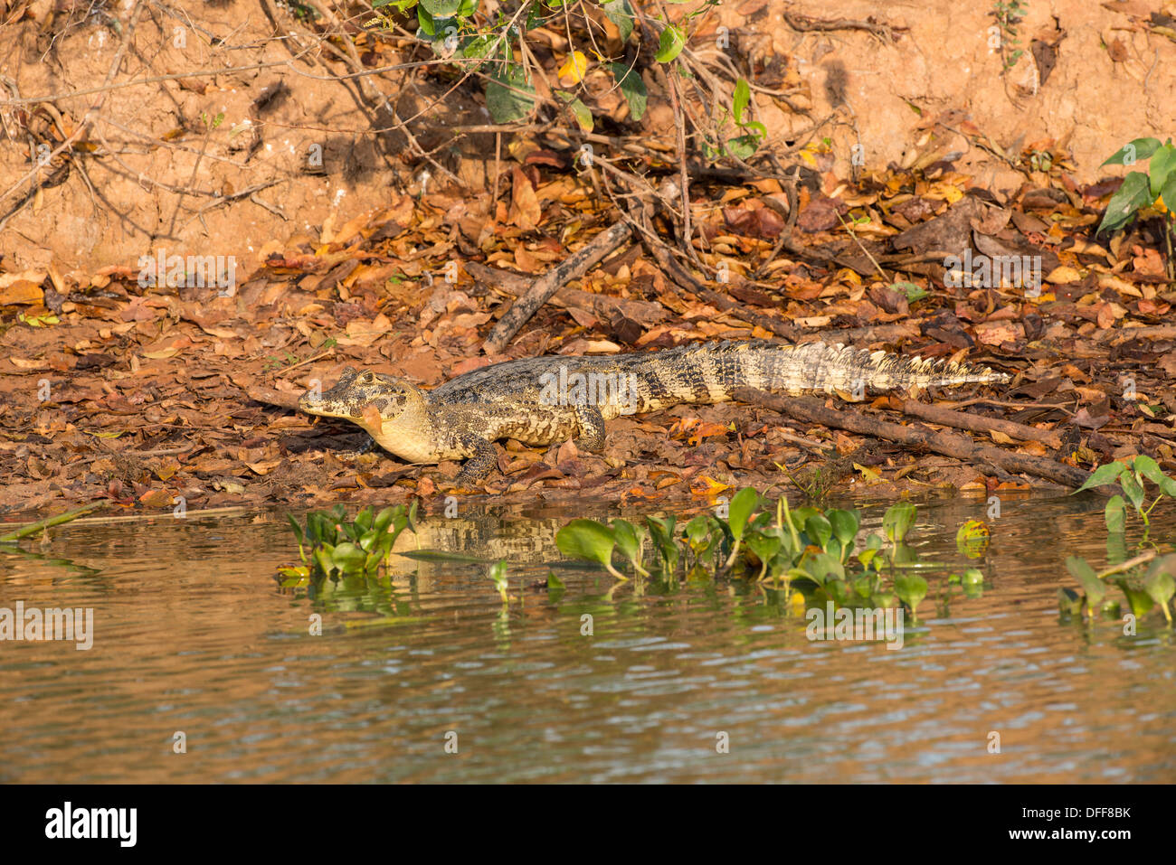 Stock Foto von brillentragende Kaimane Ruhe am Ufer des Flusses, Pantanal, Brasilien. Stockfoto