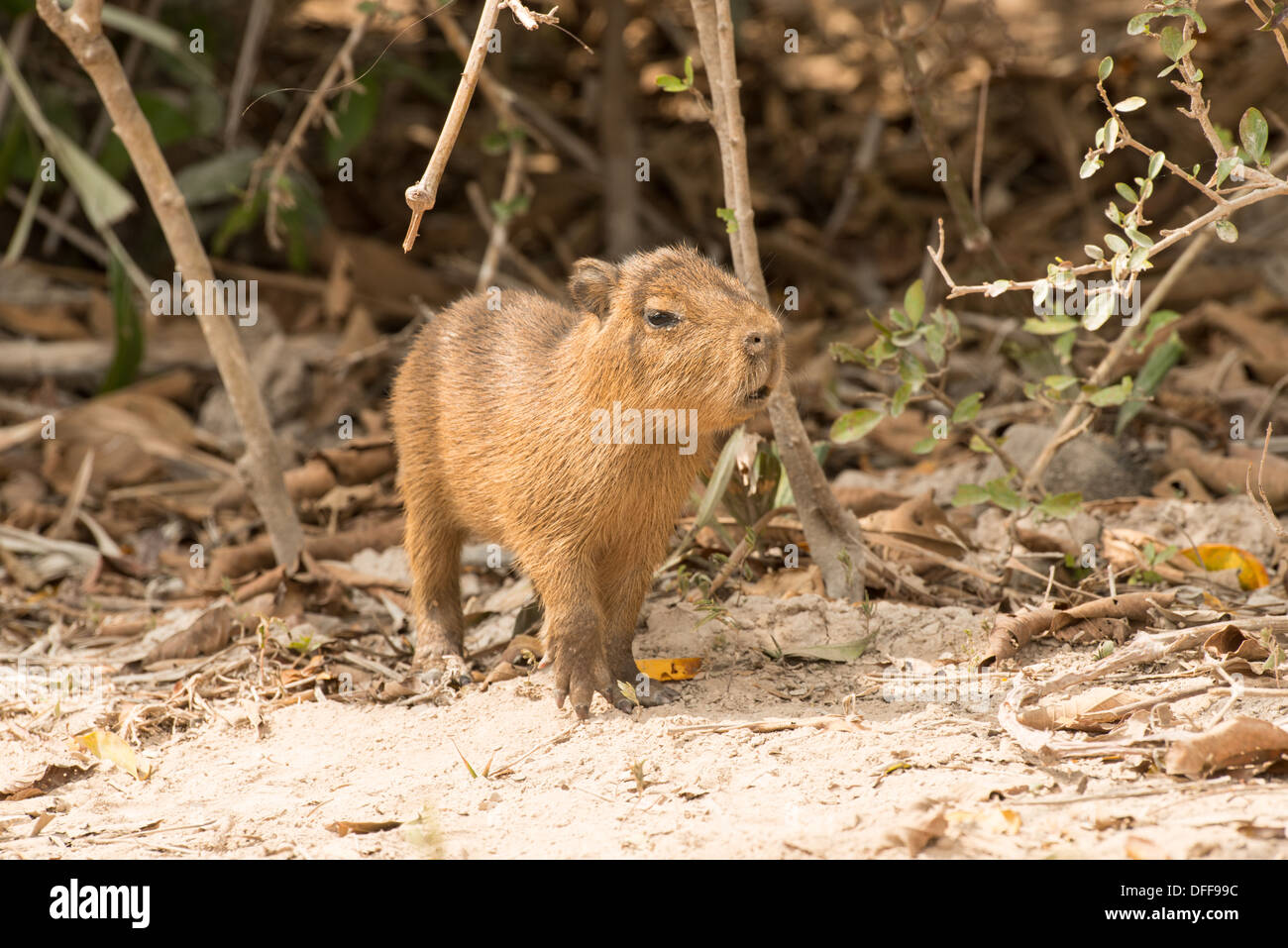 Stock Foto von einem Baby Capybara, Pantanal, Brasilien. Stockfoto