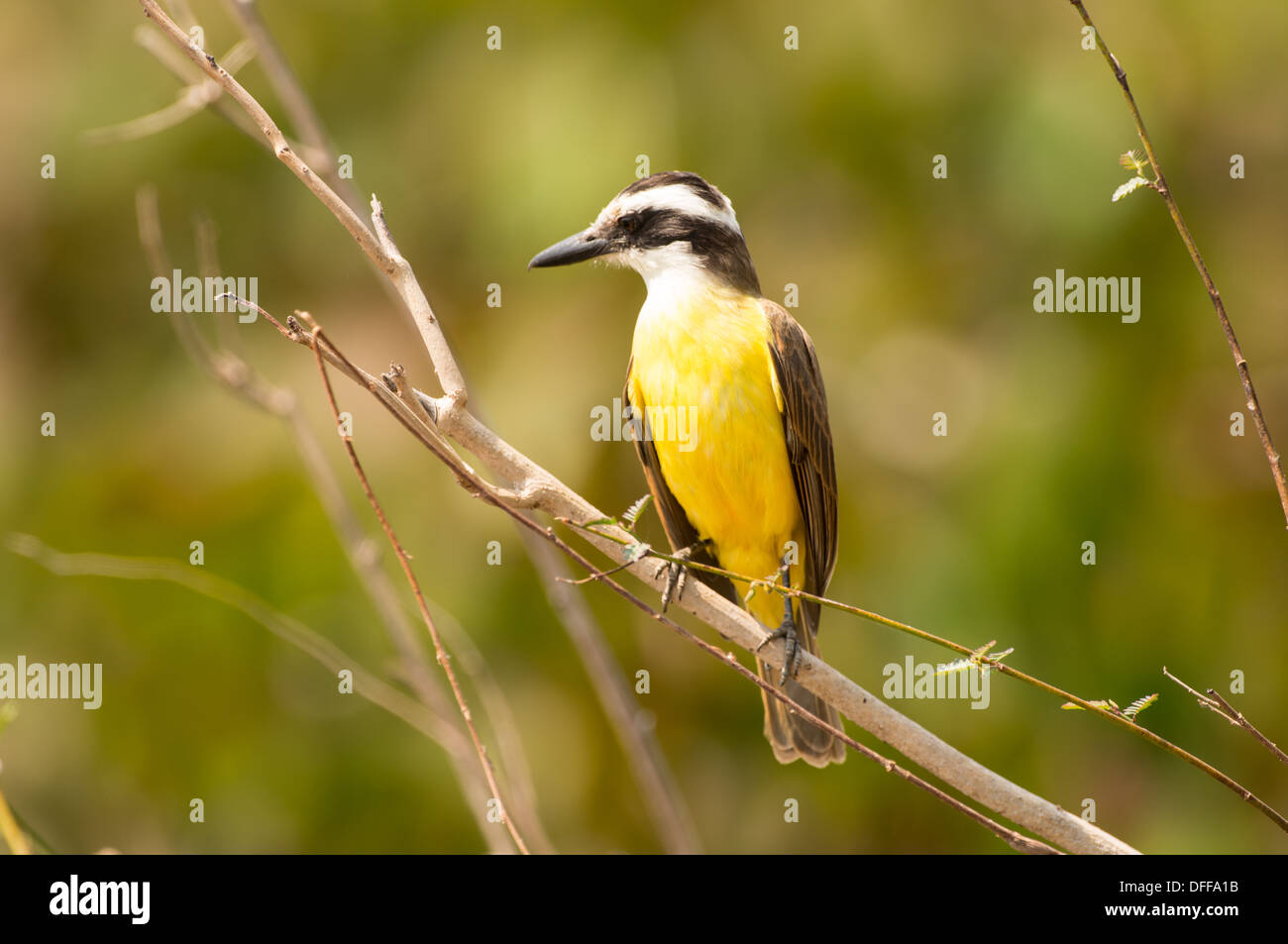 Kiskadee thront auf einem Ast, Pantanal, Brasilien. Stockfoto