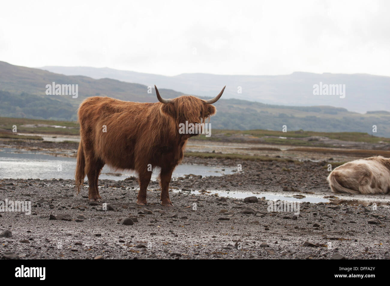 Highland Kühe in Meer See. Isle of Mull. Schottland Stockfoto