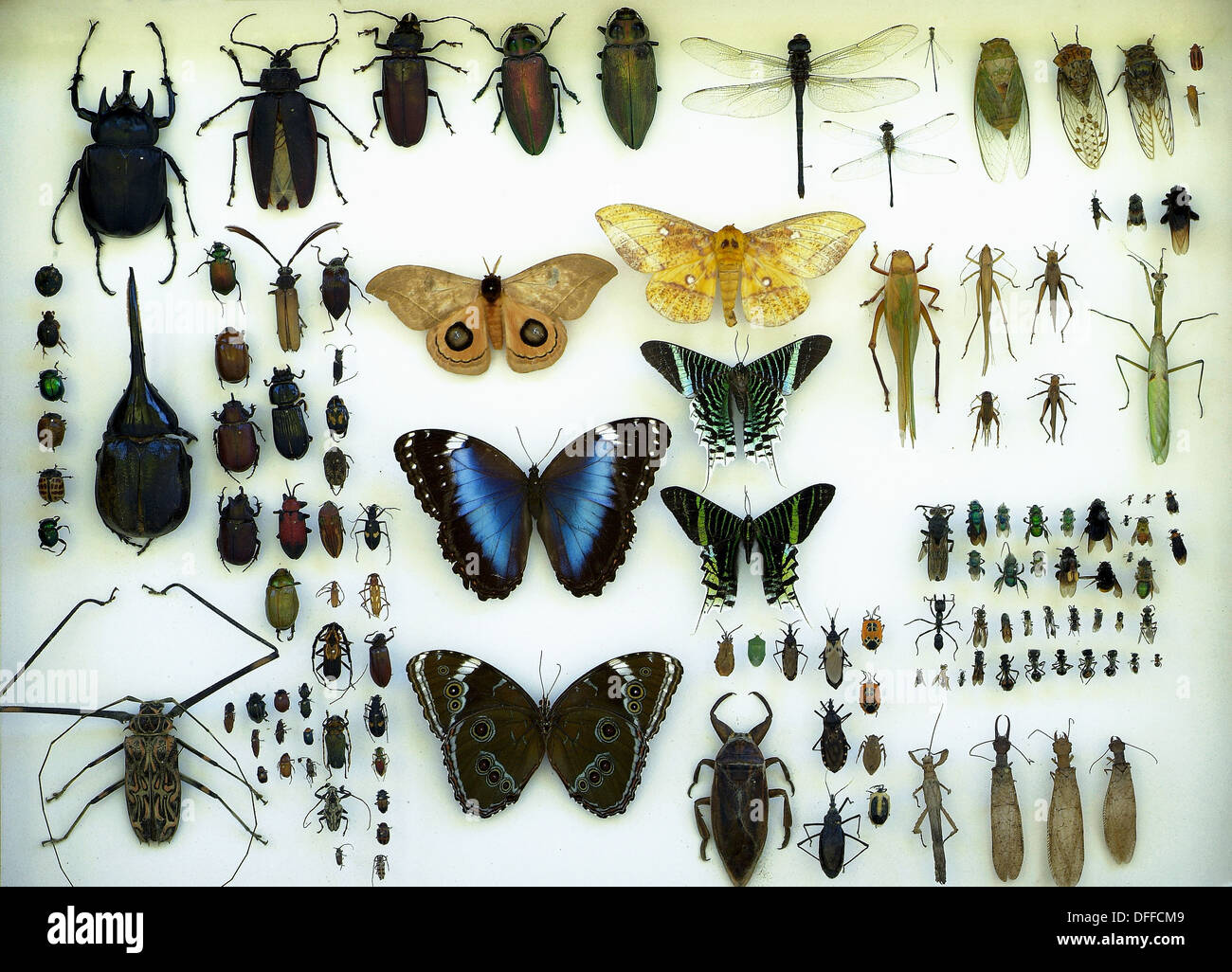 Synoptische Insektensammlung, tropische Insekten, Brasilien Insects