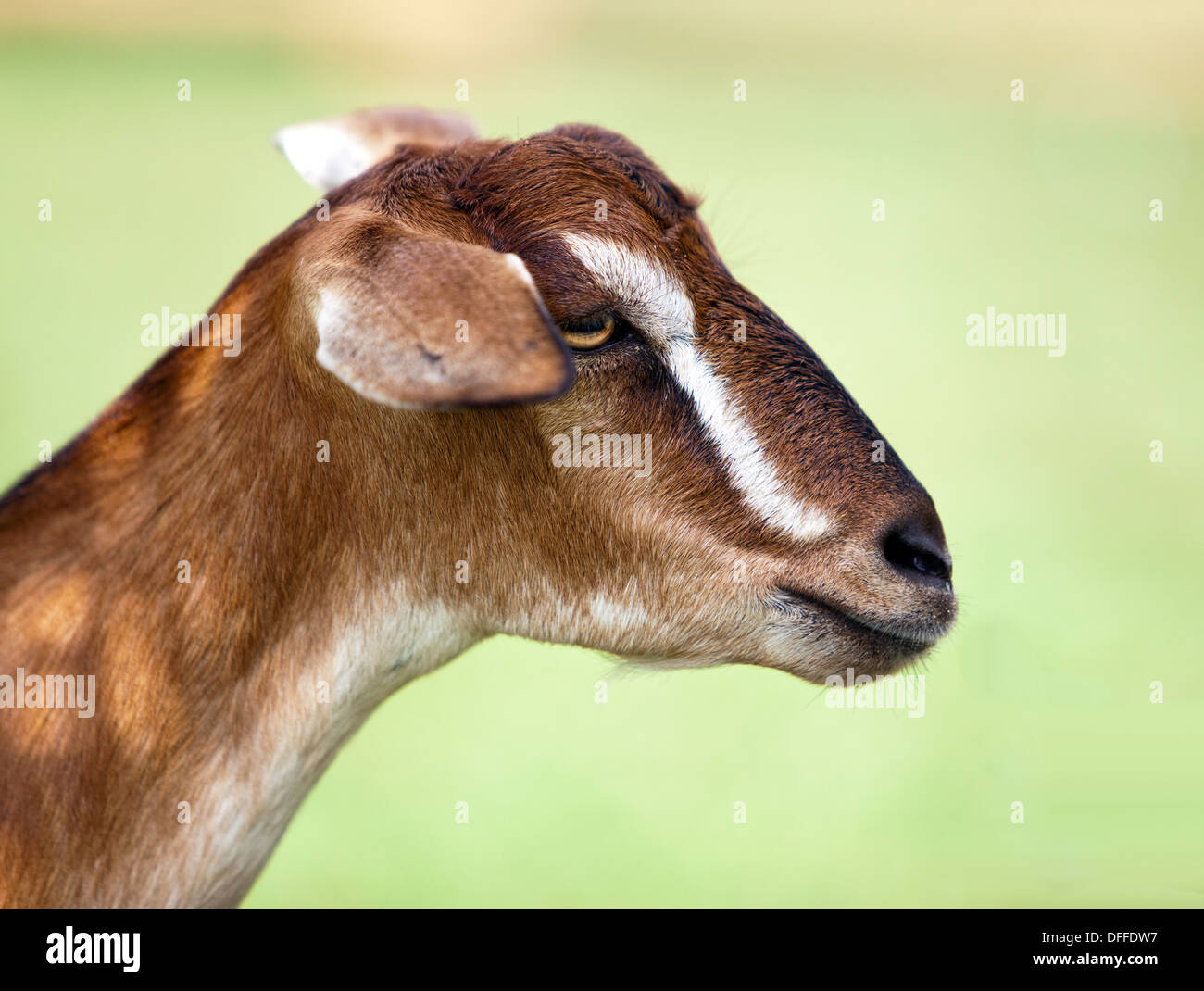 Toggenburg hornlosen Ziege Stockfoto