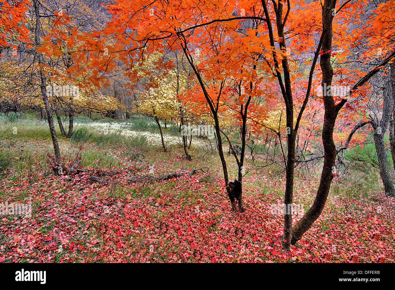 Herbst ist im Zion National Park angekommen. Stockfoto