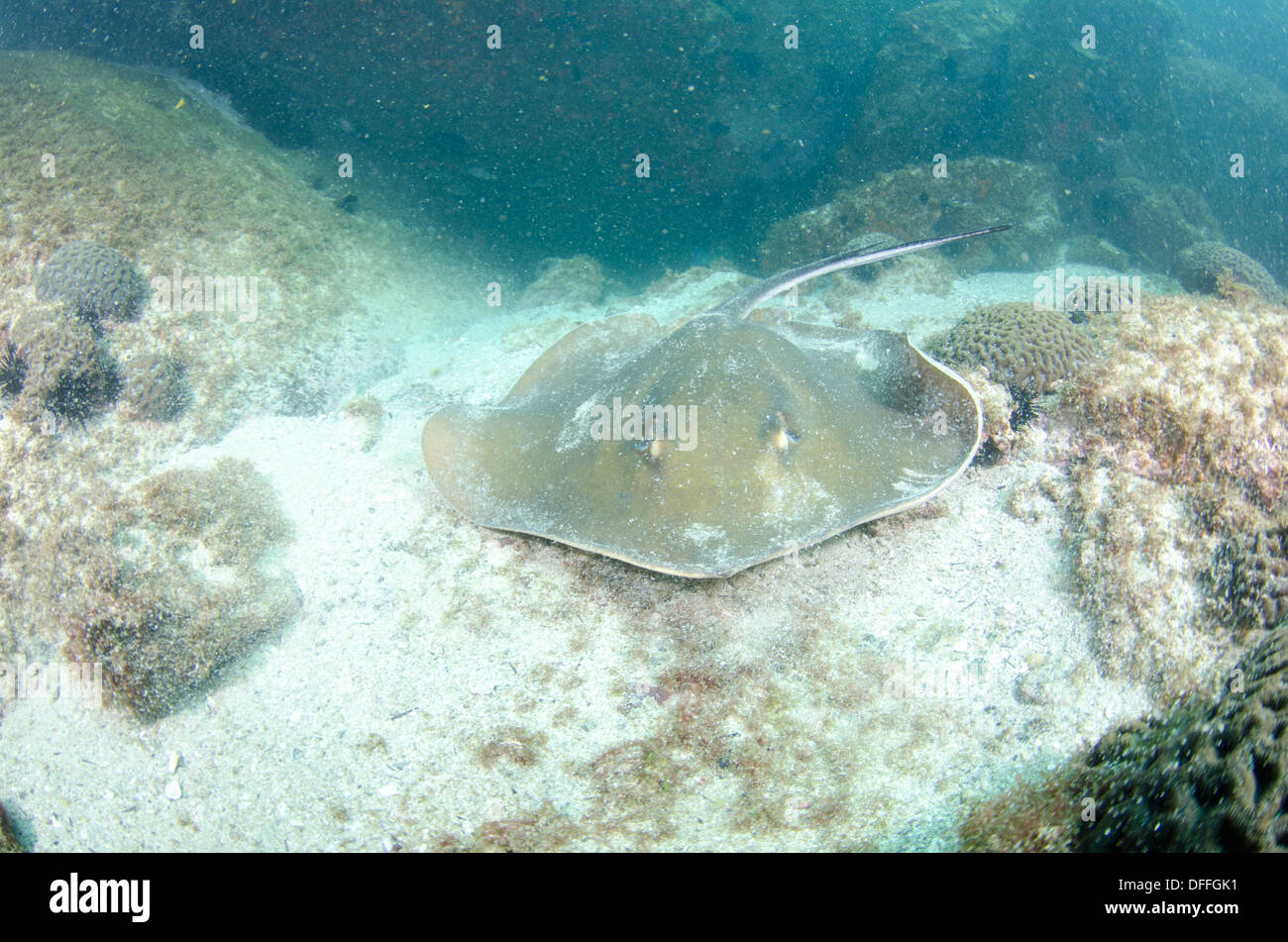 Sting Ray Gattung Dasyatis Unterwasser Alcatrazes Archipel, Ufer os Bundesstaat São Paulo, Brasilien. Stockfoto