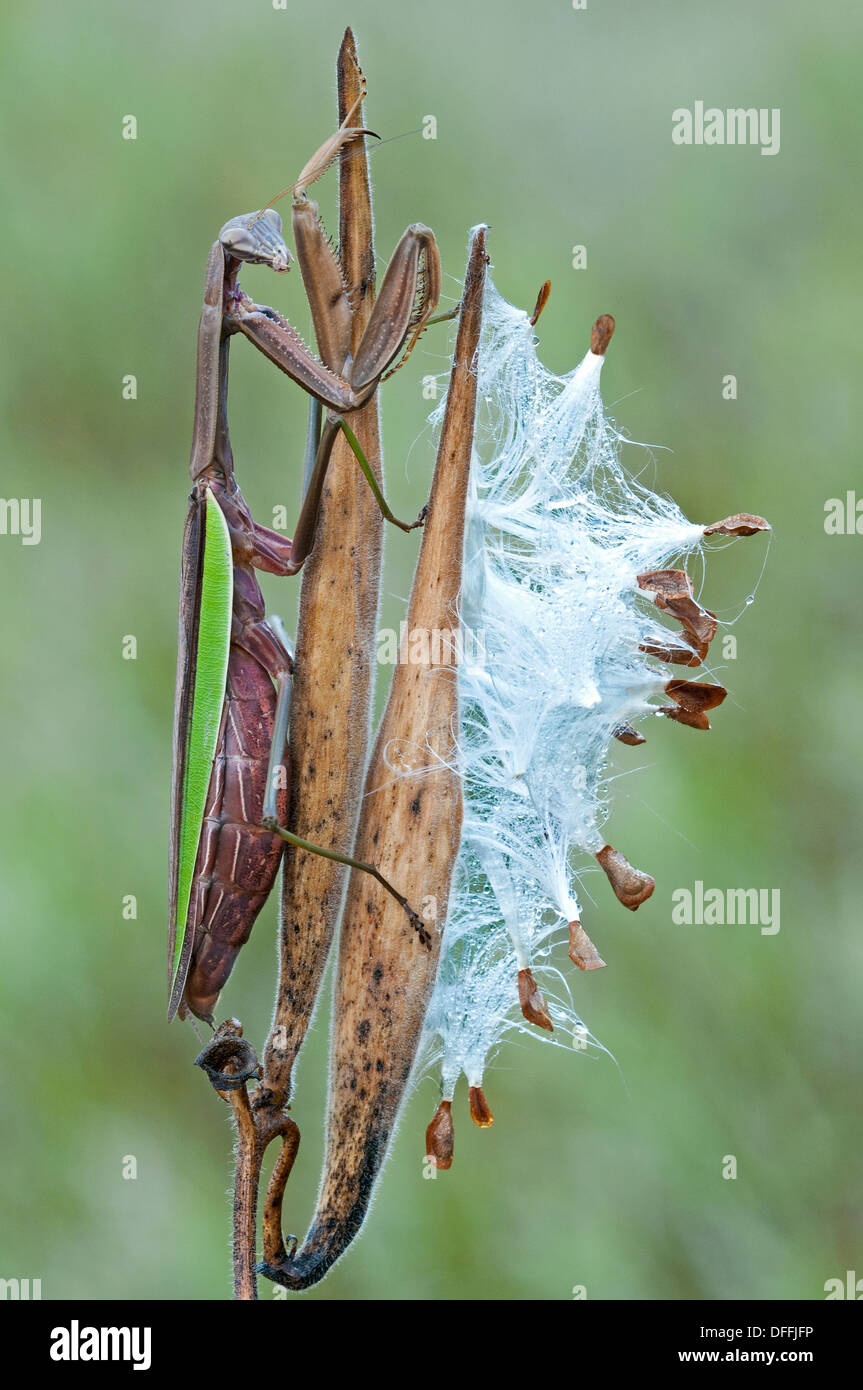 Carolina Mantis (Stagmomantis Carolina) auf Schmetterling Seidenpflanze Asclepias Tuberosa Samenkapsel E USA Stockfoto