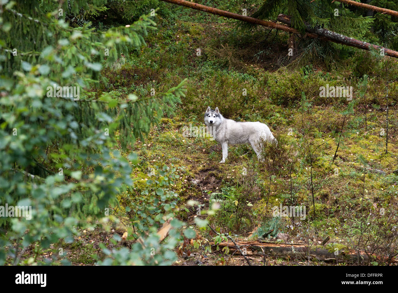 großer weißer Hund auf grünen wilden Wald Hintergrund mit Blick in die Kamera Stockfoto