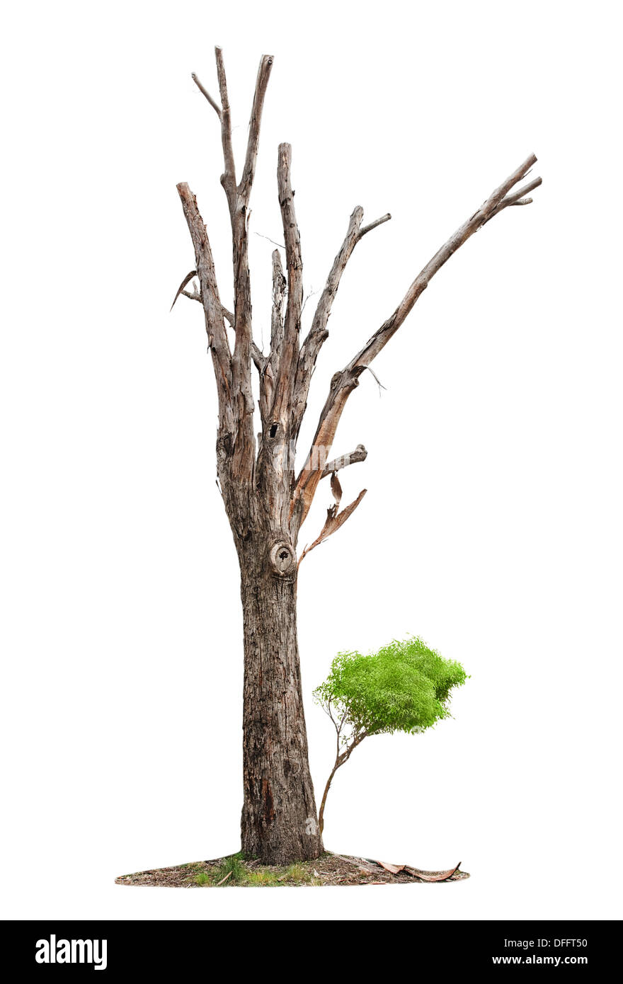 Alten Baum und jungen schießen aus einer Wurzel isoliert auf weißem Hintergrund Stockfoto