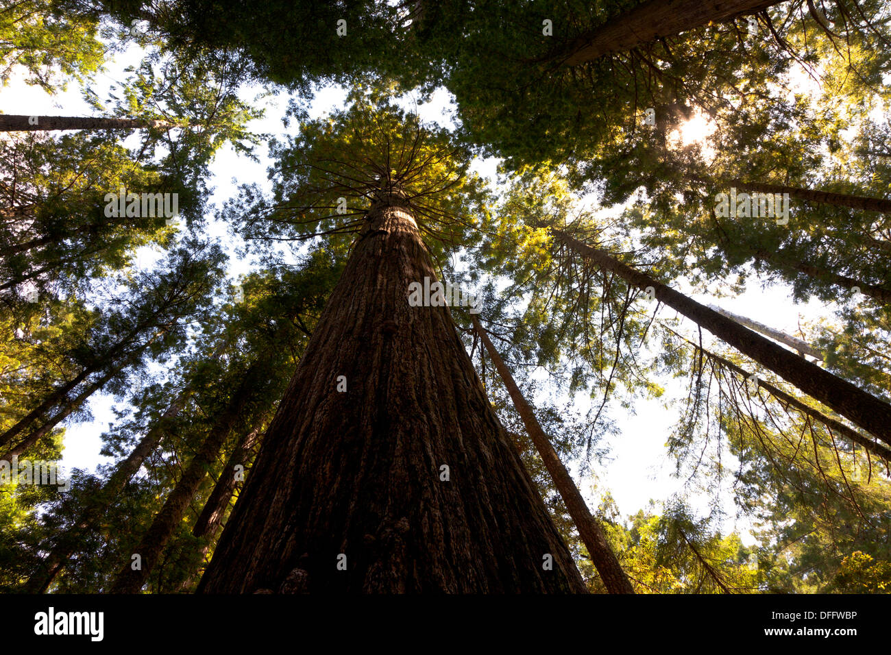 Redwood-Bäume ragen Skywards auf dem Oregon Redwoods Trail im Siskiyou National Forest. Stockfoto