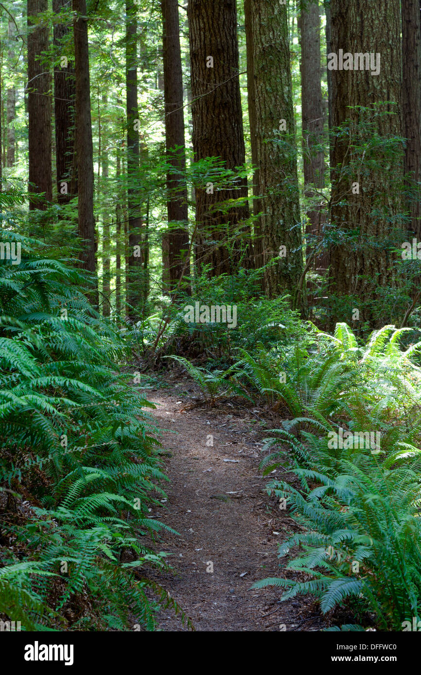 Redwoods, Douglasie und Farne säumen den Weg am Oregon Redwoods Trail im Siskiyou National Forest in der Nähe von Brookings, Oregon. Stockfoto