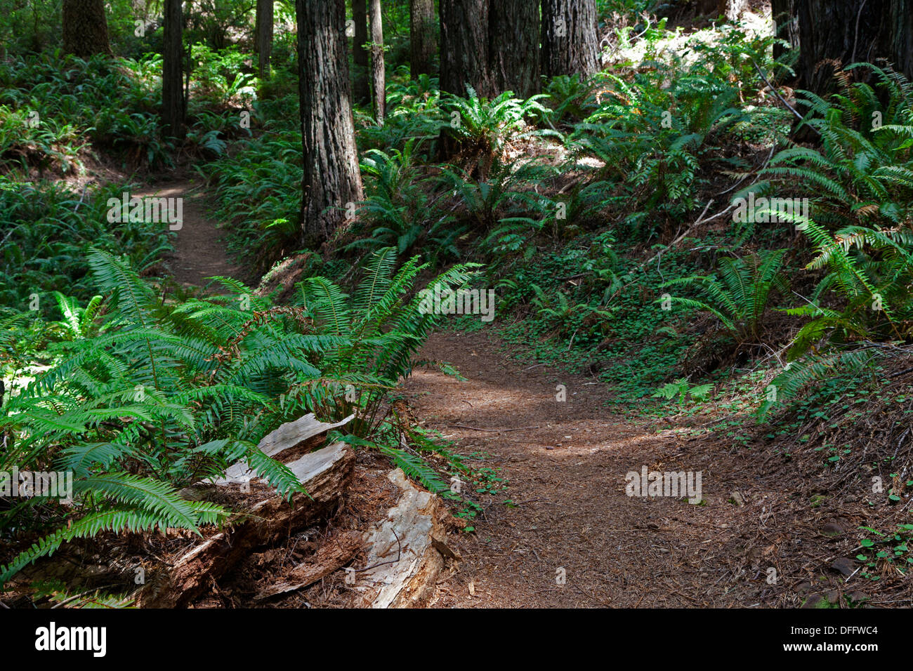 Redwoods, Douglasie und Farne säumen den Weg am Oregon Redwoods Trail im Siskiyou National Forest in der Nähe von Brookings, Oregon. Stockfoto
