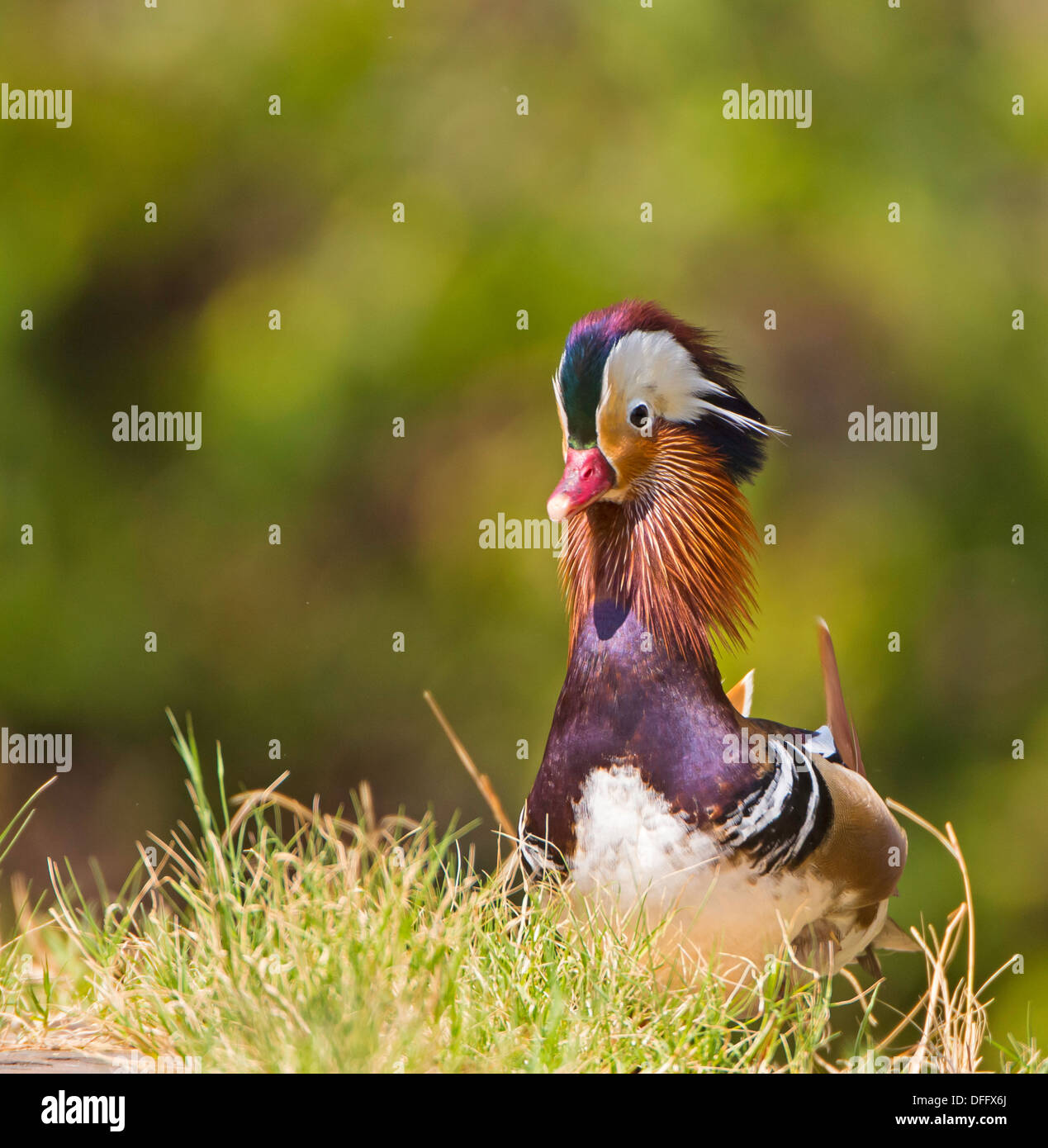 Mandarin Duck Post disply Stockfoto
