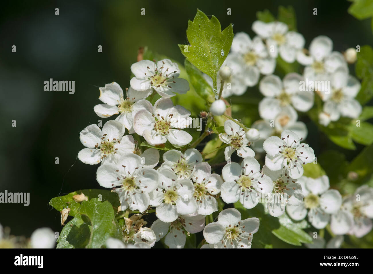 gemeinsamen Weißdorn, Crataegus monogyna Stockfoto