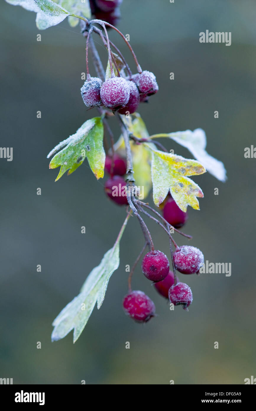 gemeinsamen Weißdorn, Crataegus monogyna Stockfoto
