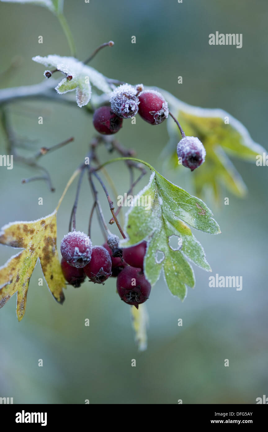 gemeinsamen Weißdorn, Crataegus monogyna Stockfoto