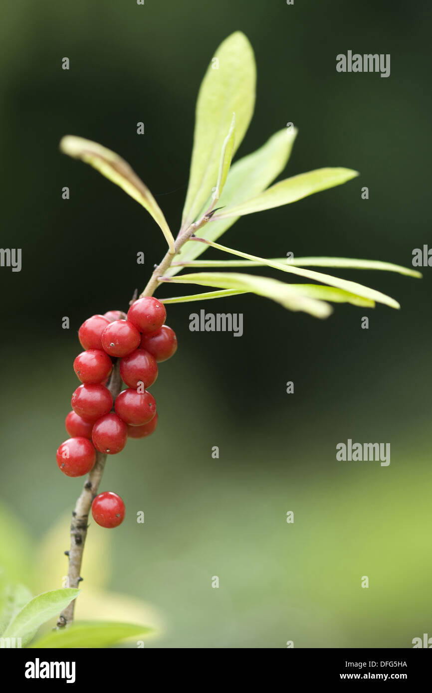 Seidelbast, Daphne mezereum Stockfoto