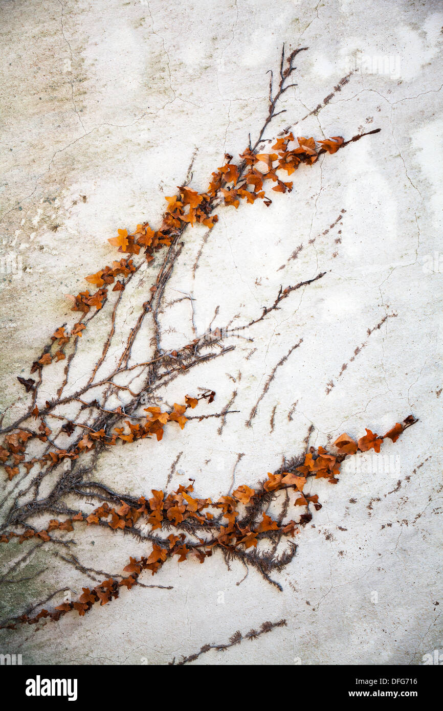 Trockene dekorative Pflanze wächst auf der Betonwand grunge Stockfoto