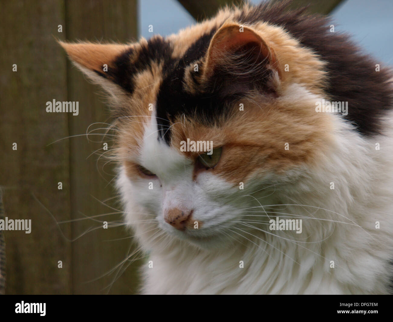 Süße flauschige Katze, UK Stockfoto