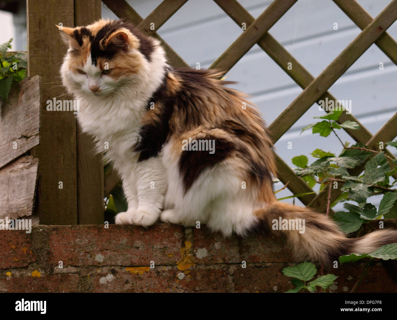 Flauschige Katze saß auf einer Mauer, UK Stockfoto