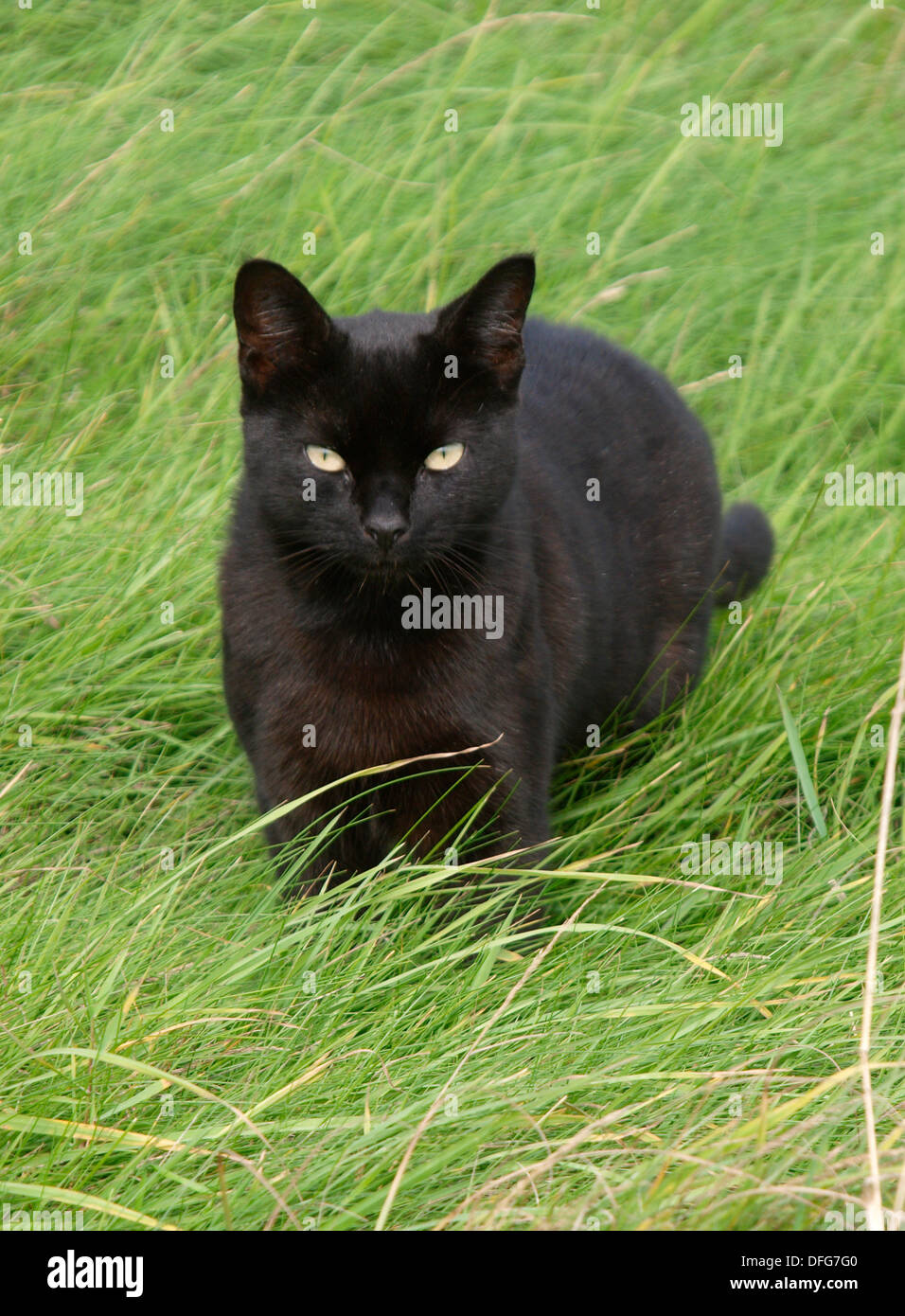 Kleine Schwarze Katze Lange Gras Uk Stockfotografie Alamy