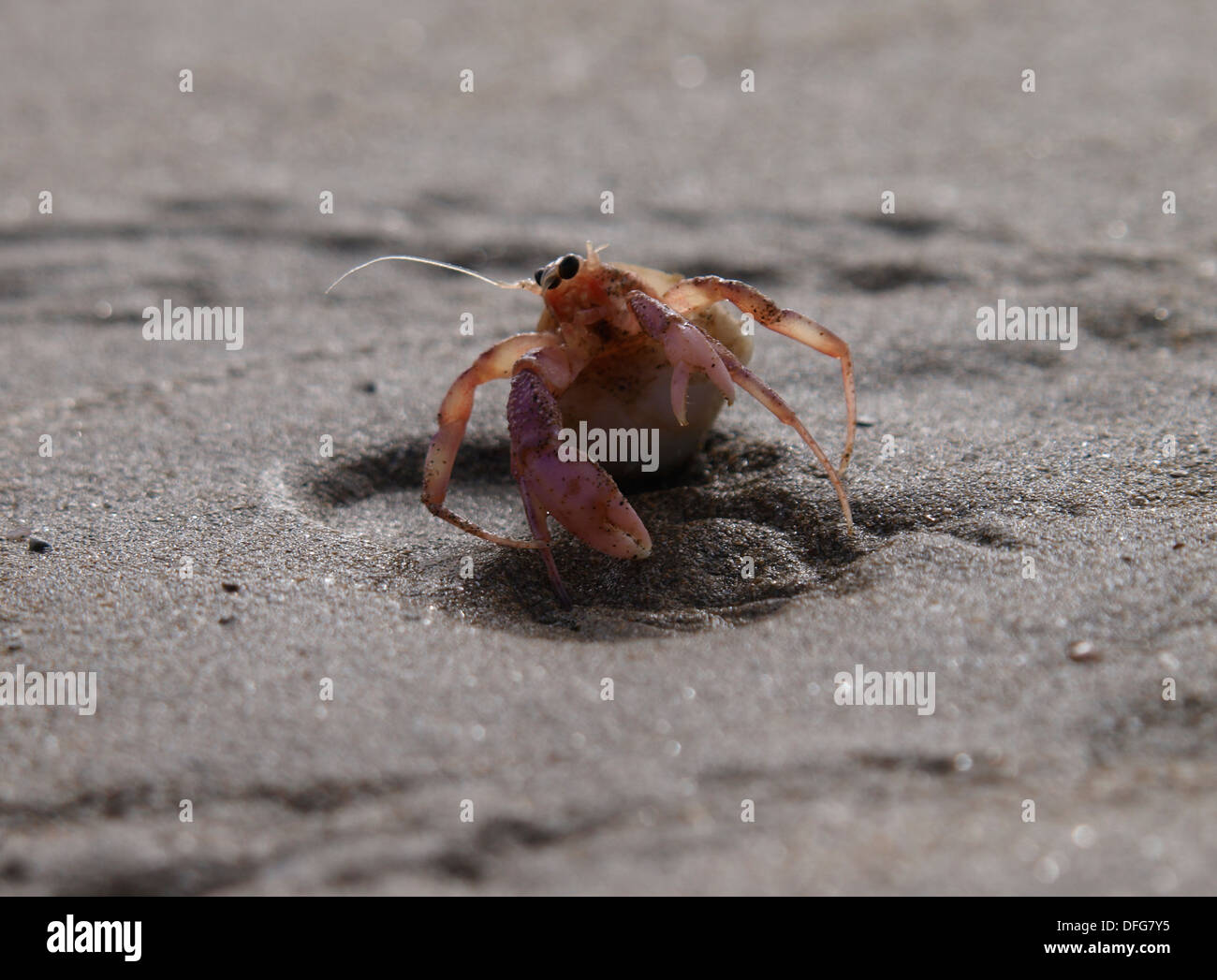 Einsiedlerkrebs, Devon, UK Stockfoto