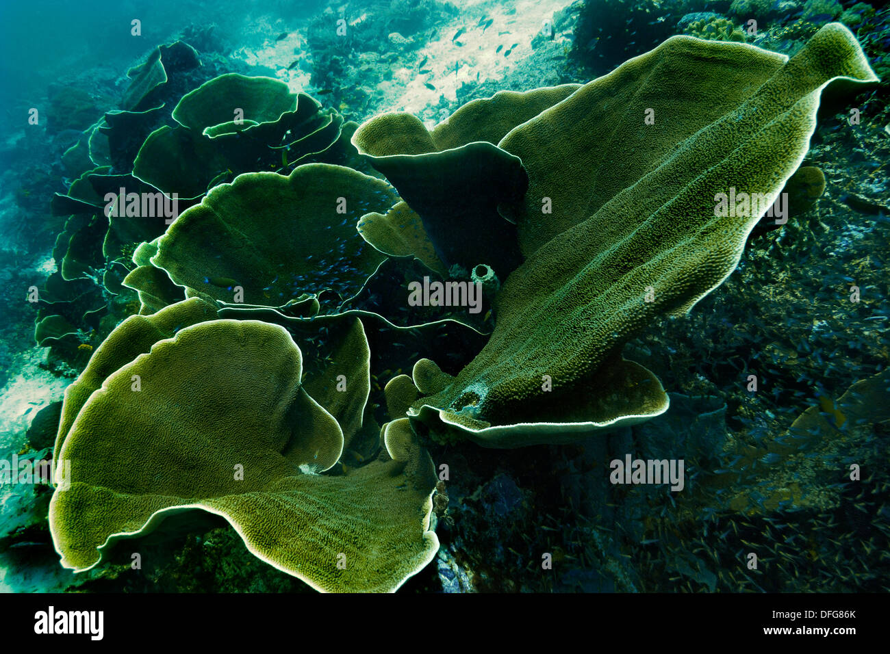 Samt Korallen (Steinkorallen SP.), Raja Ampat, West Papua, Indonesien Stockfoto