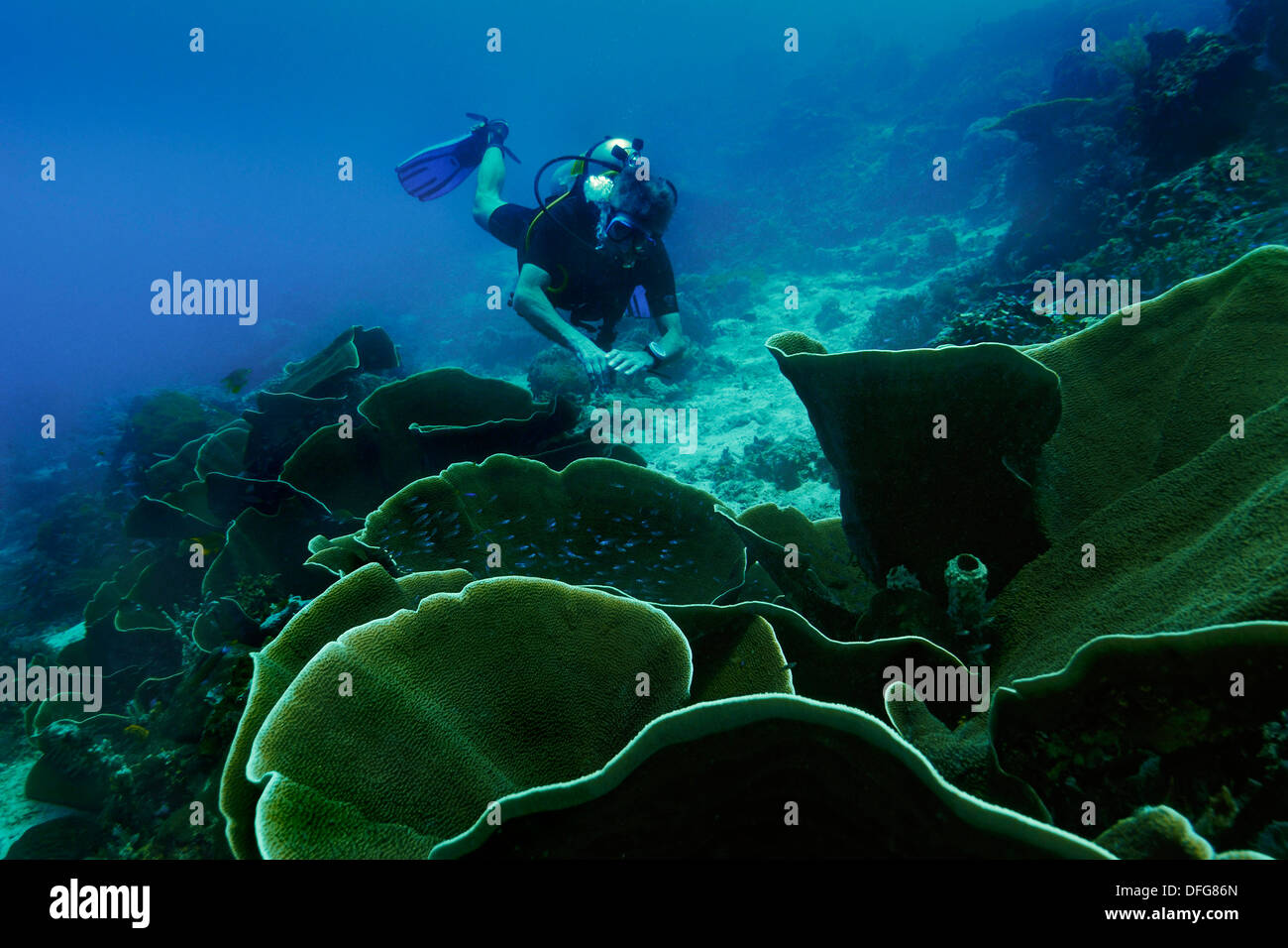 Samt Korallen (Steinkorallen SP.) und ein Taucher, Raja Ampat, West Papua, Indonesien Stockfoto