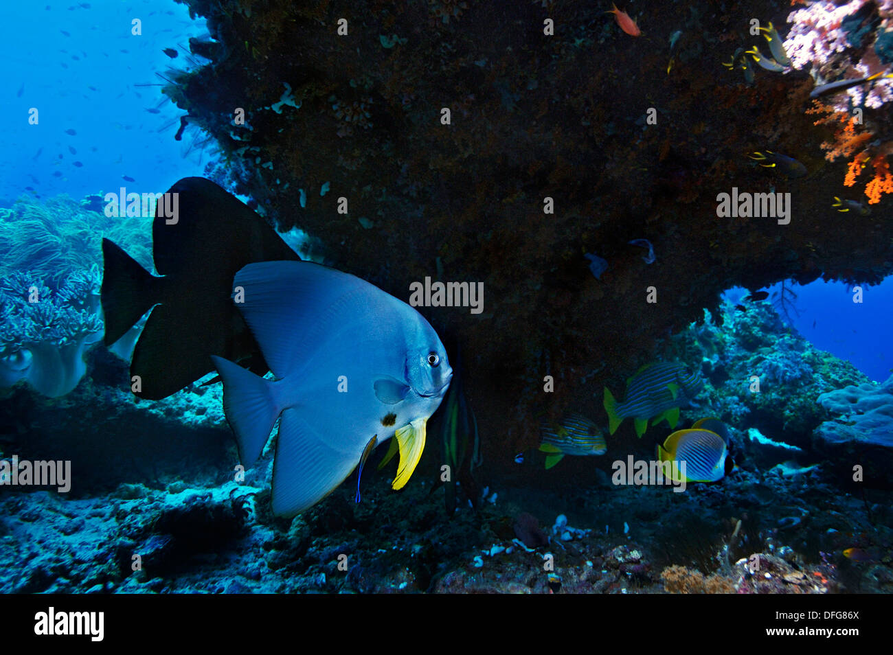 Longfin Fledermausfisch (Platax Teira), Raja Ampat, West Papua, Indonesien Stockfoto
