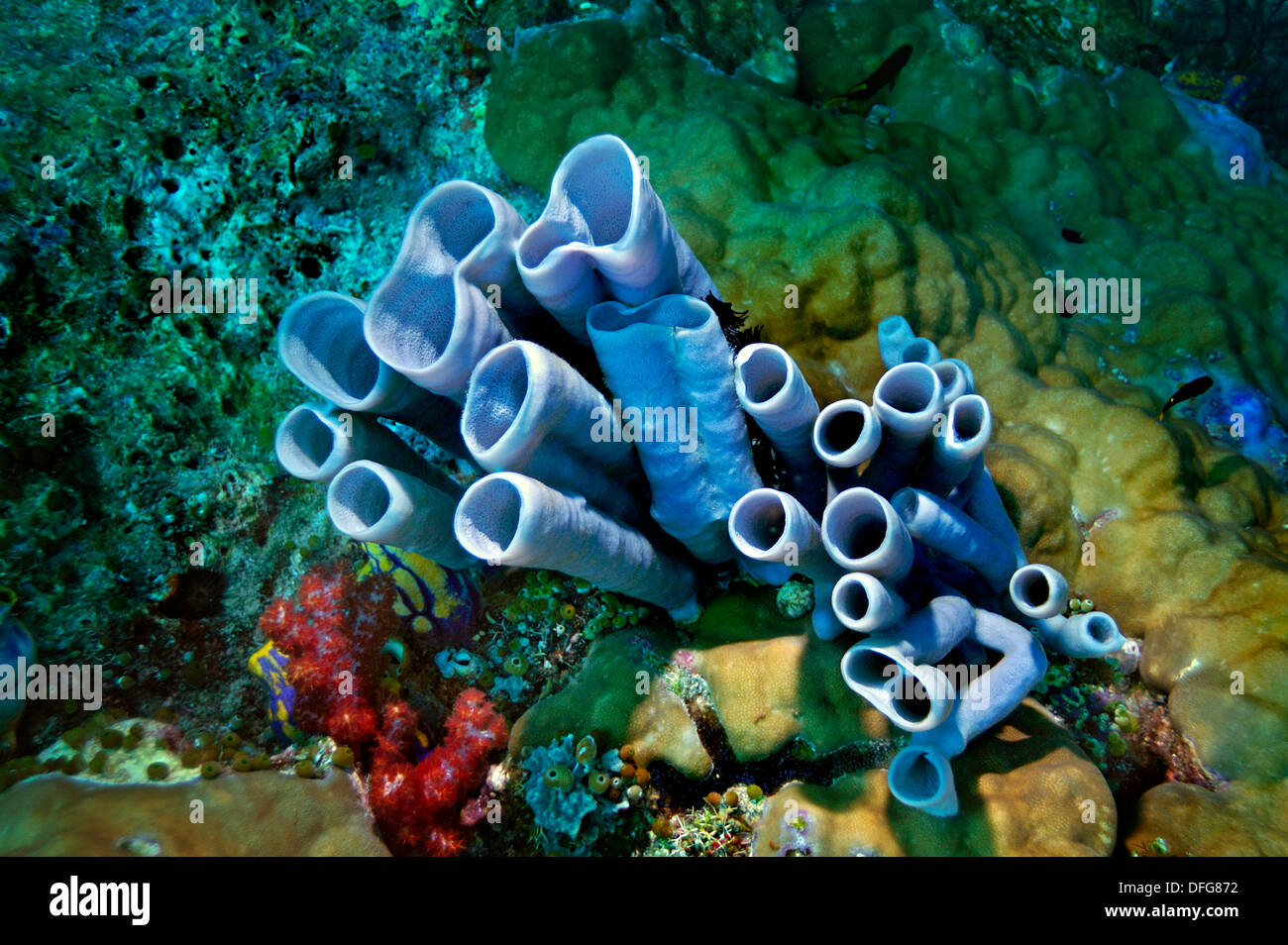 Blau-grau Rohr Schwamm (Haliclona Fascigera), Raja Ampat, West Papua, Indonesien Stockfoto