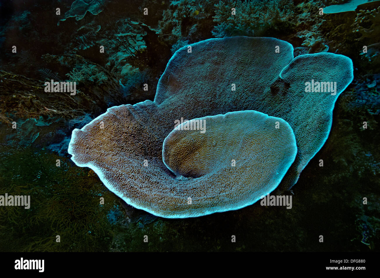 Samt Coral (Steinkorallen SP.), Raja Ampat, West Papua, Indonesien Stockfoto