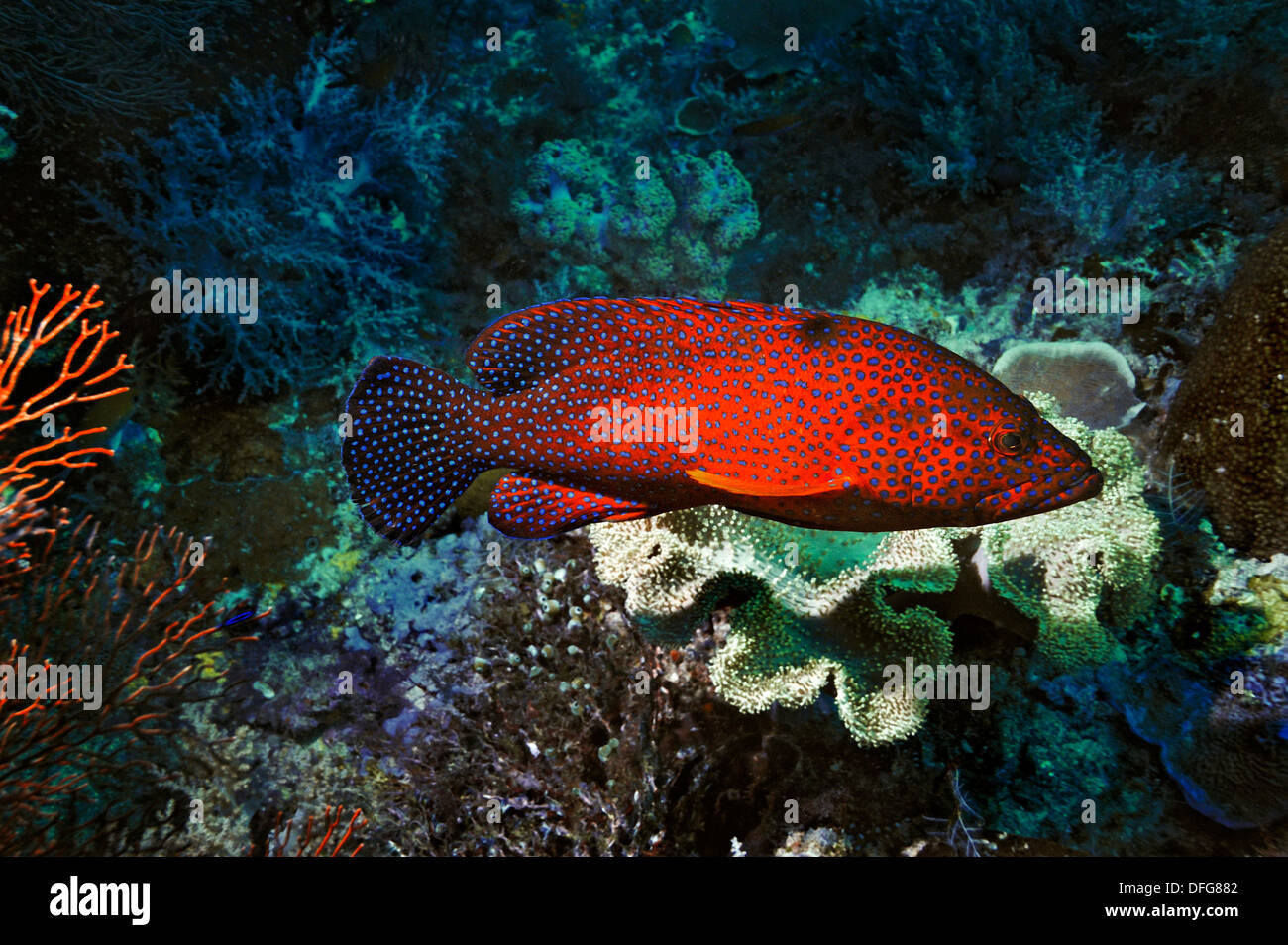 Korallen Hind (Cephalopholis Miniata), Raja Ampat, West Papua, Indonesien Stockfoto
