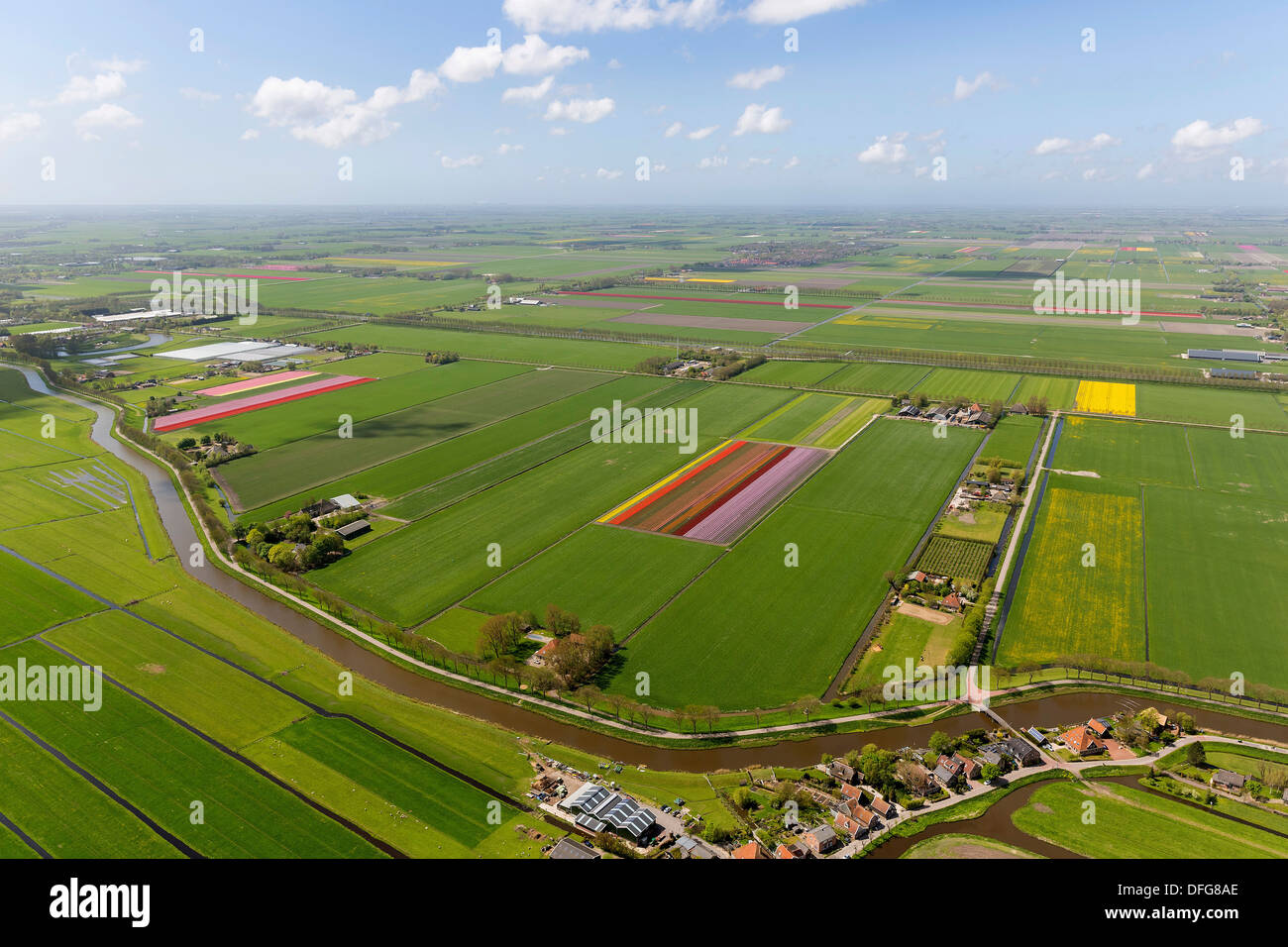 Tulpenfelder, Luftaufnahme, Hobrede, Zeevang, Provinz Nord-Holland, Niederlande Stockfoto