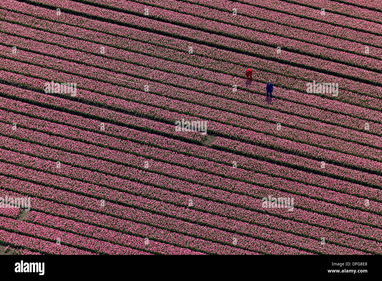 Tulpenfeld, Luftaufnahme, Zuidoost-Beemster, Beemster, Provinz Nord-Holland, Niederlande Stockfoto