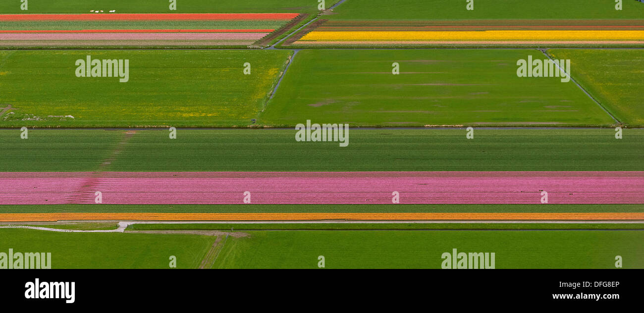 Tulpenfelder, Luftaufnahme, Zuidoost-Beemster, Beemster, Provinz Nord-Holland, Niederlande Stockfoto