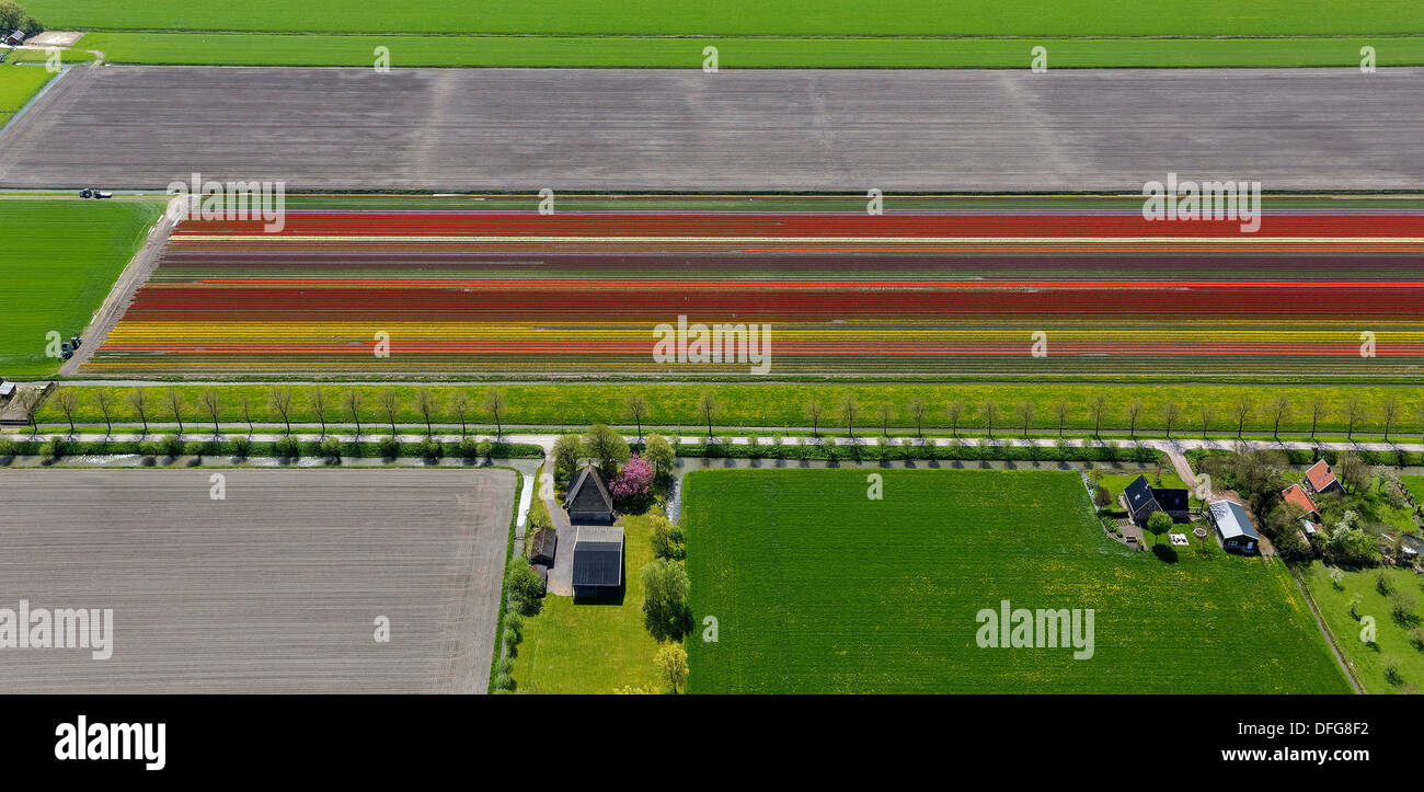 Tulpenfelder, Luftaufnahme, Noord-Beemster, Beemster, Provinz Nord-Holland, Niederlande Stockfoto