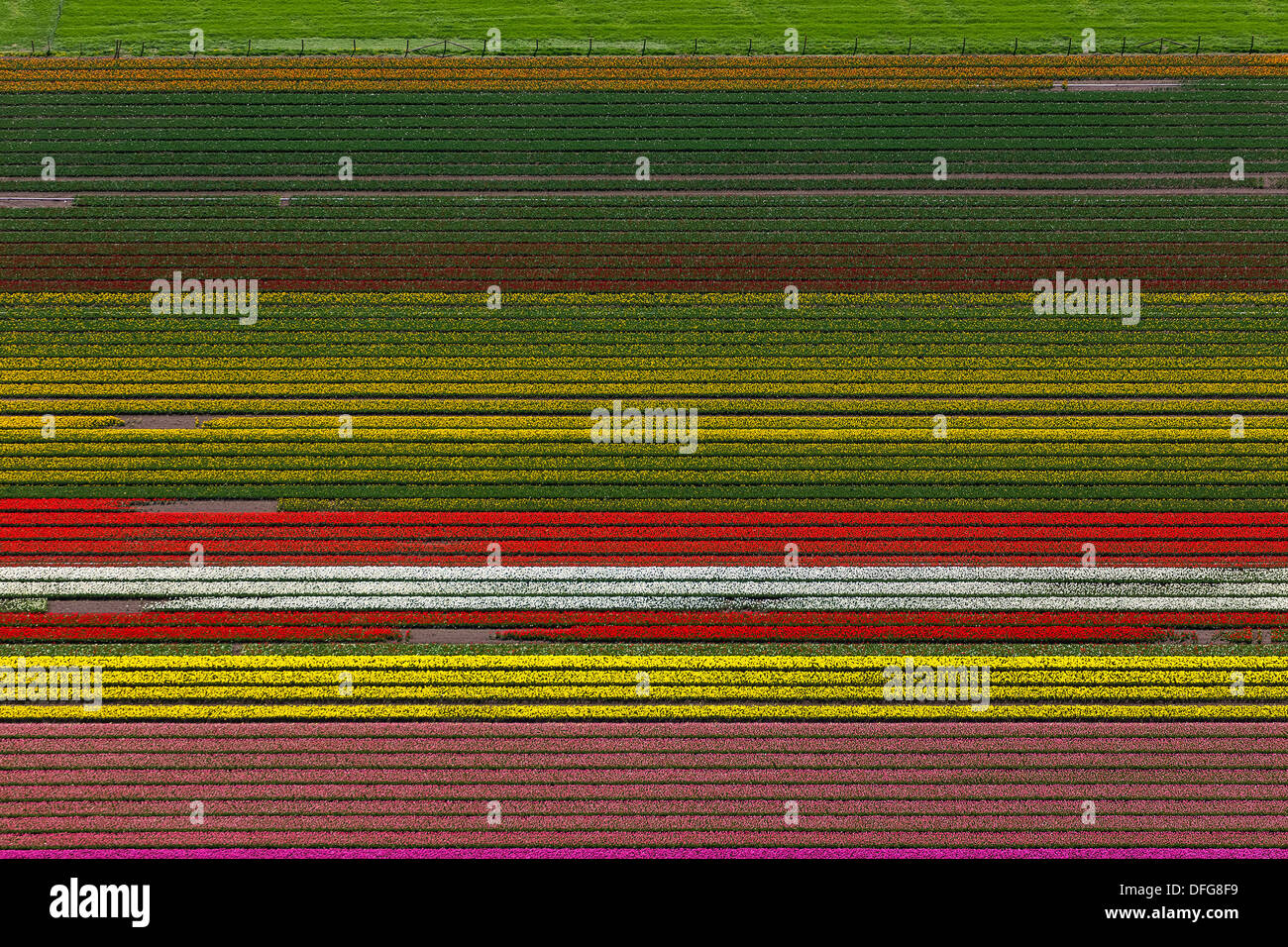 Tulpe-Felder, Luftaufnahme, Ursem, Provinz Nord-Holland, Niederlande Stockfoto