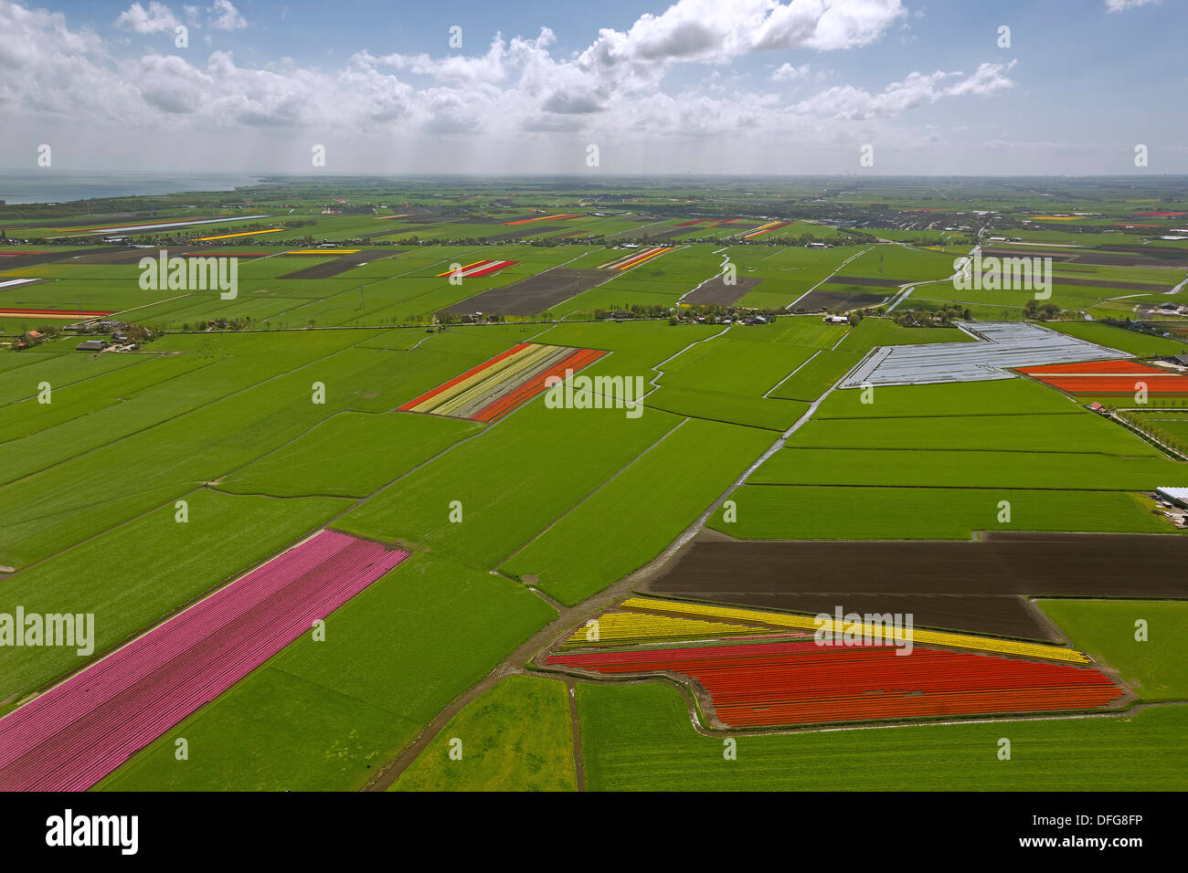 Tulpenfelder, Luftaufnahme, Zuidermeer, Wester-Koggenland, Provinz Nord-Holland, Niederlande Stockfoto