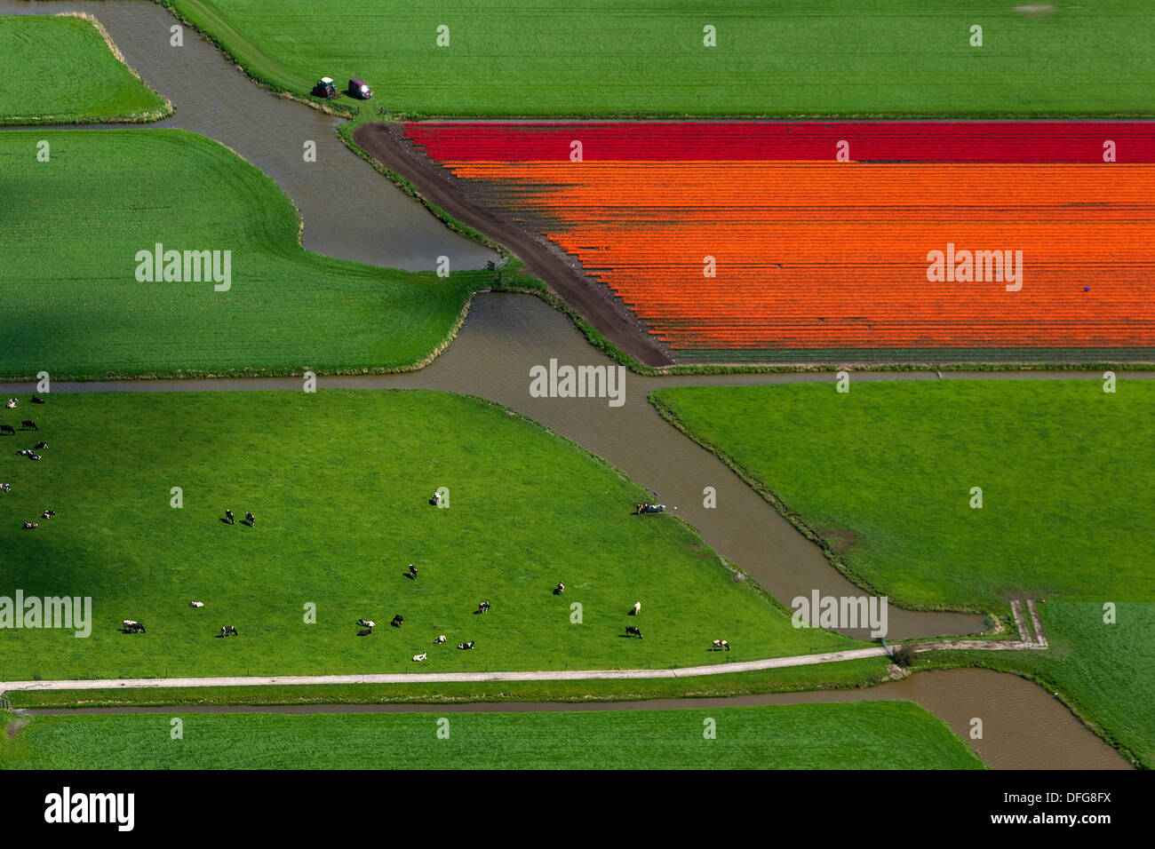 Tulpe-Felder, Luftaufnahme, Berkhout, Provinz Nord-Holland, Niederlande Stockfoto