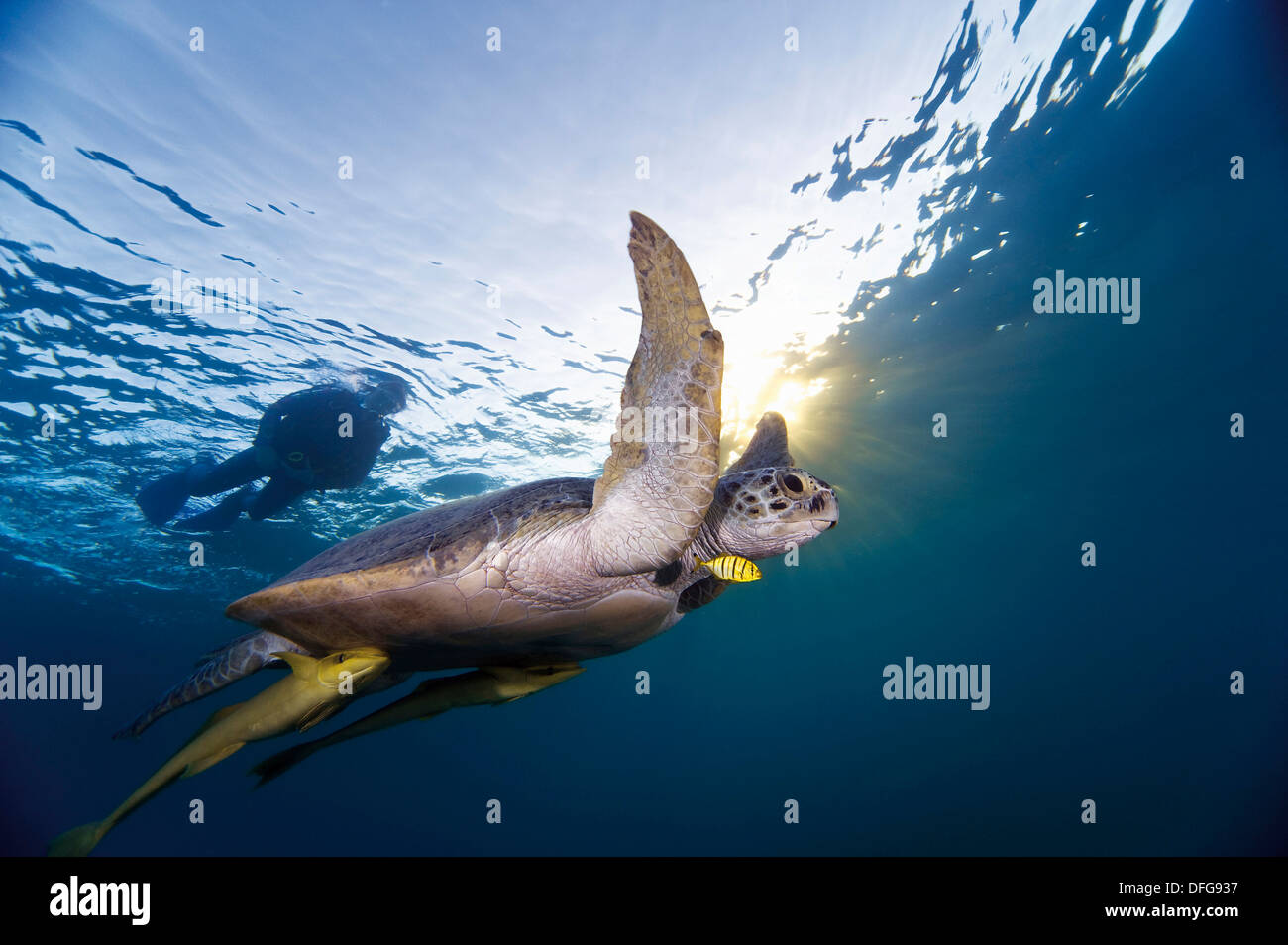 Grüne Meeresschildkröte (Chelonia mydas), die Wasseroberfläche Luft zu atmen, Red Sea governorate, Ägypten Stockfoto