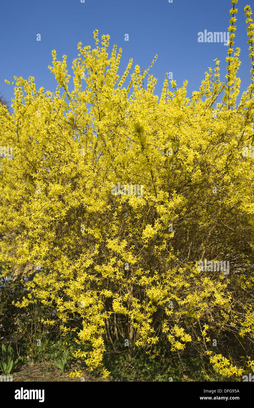 Grenze Forsythie Forsythia x Intermedia Stockfoto