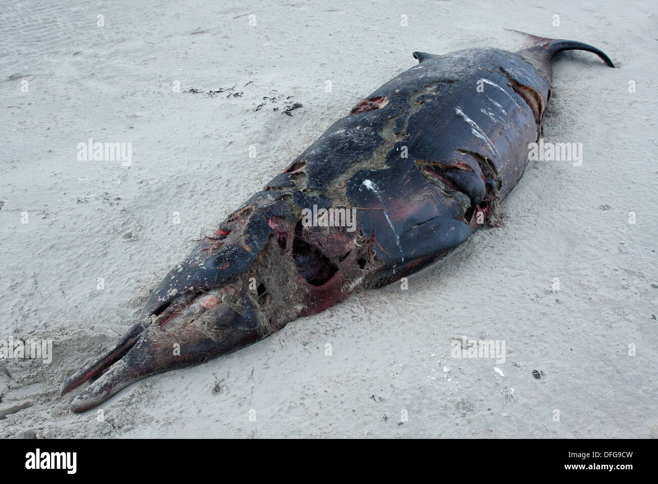 Die Sowerby Schnabelwale Wal (Mesoplodon bidens), gefunden tot, Ostfriesischen Inseln, Ostfriesland, Niedersachsen, Deutschland Stockfoto