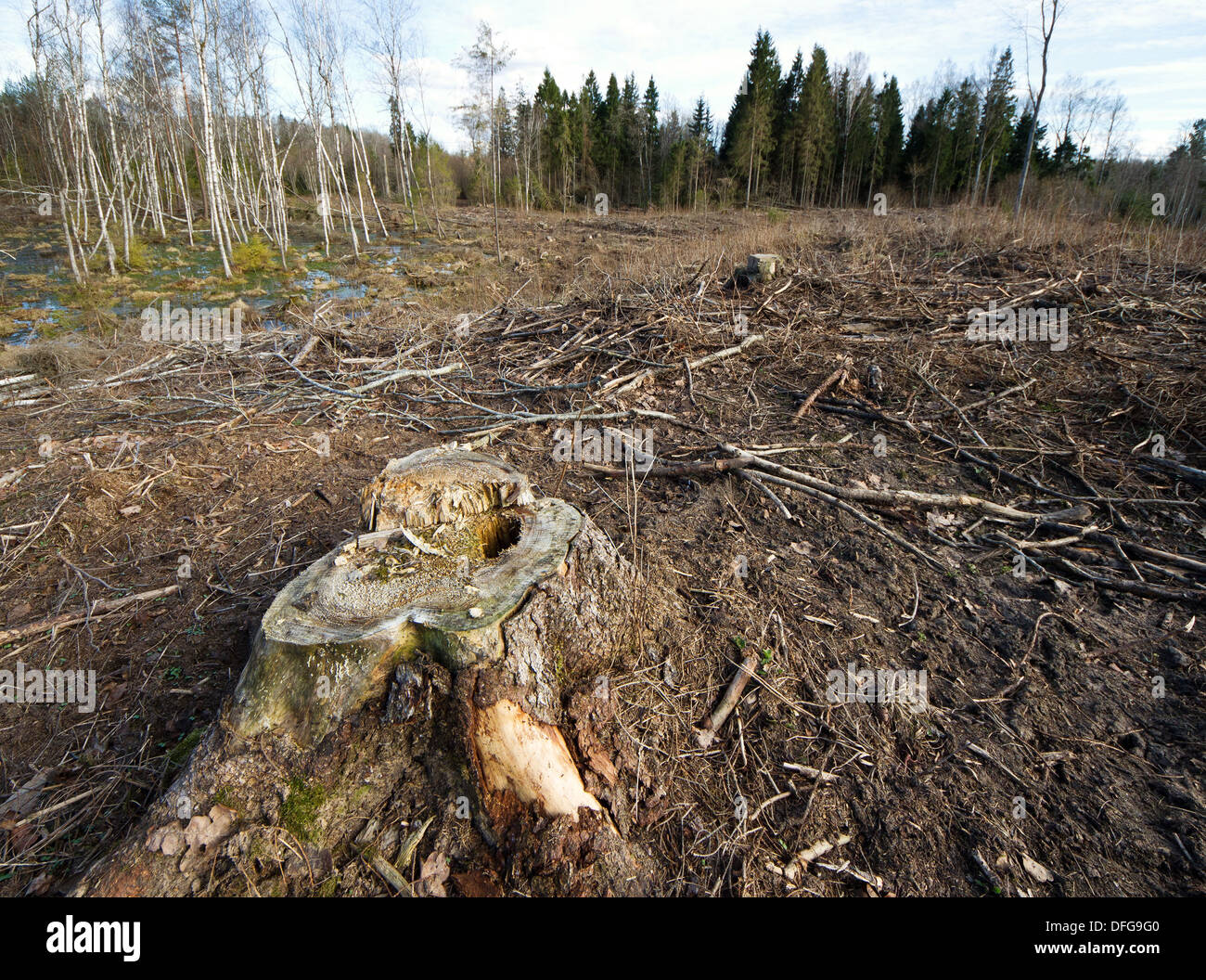 Wald abgeholzt in Osteuropa, Frühling. Stockfoto