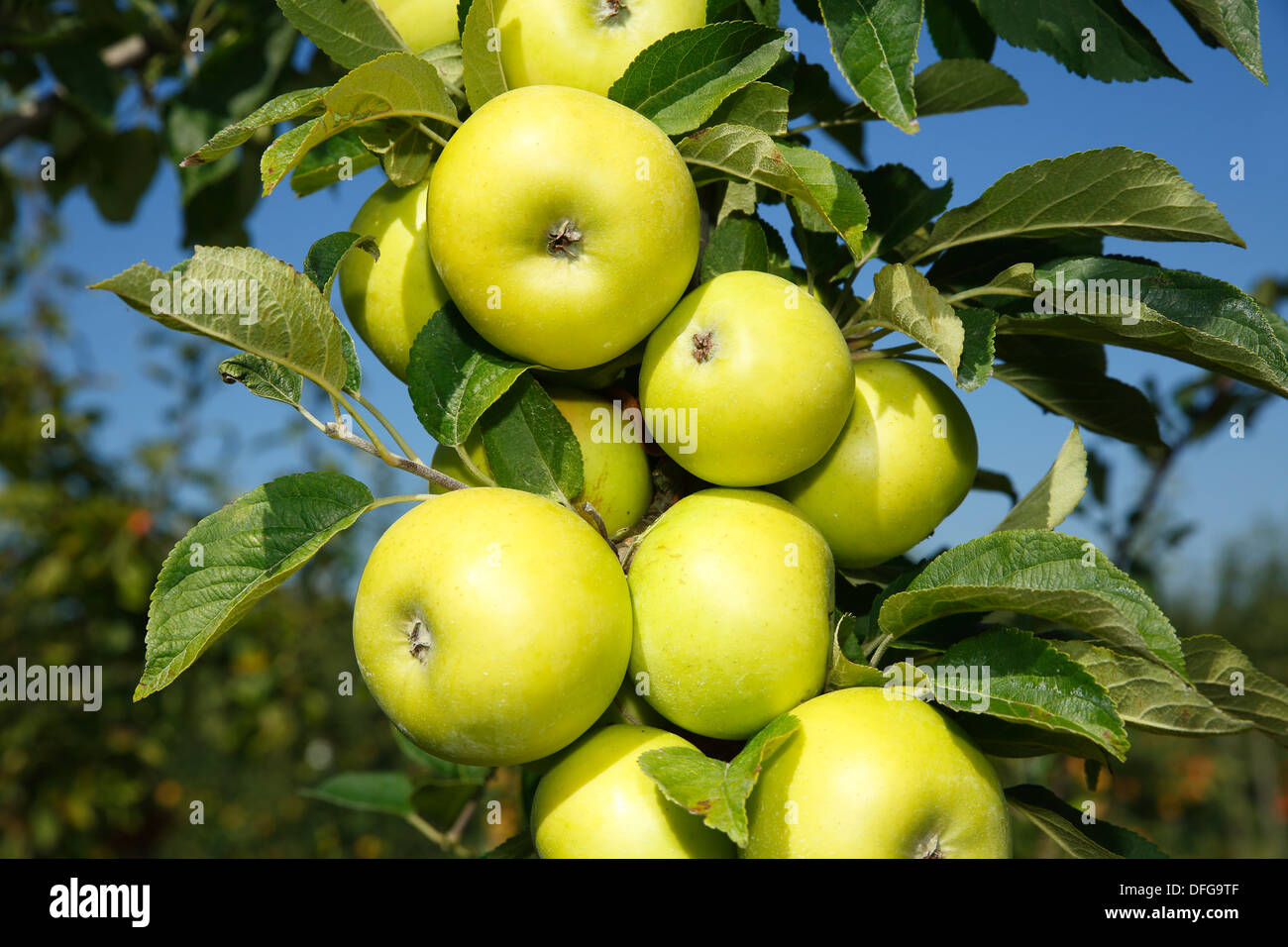 Äpfel auf einem Apfelbaum, "gelbe Schleswig Renette' (Malus Domestica 'Branchentelefonbuch Schleswiger Renette') Apfelsorte, Deutschland Stockfoto