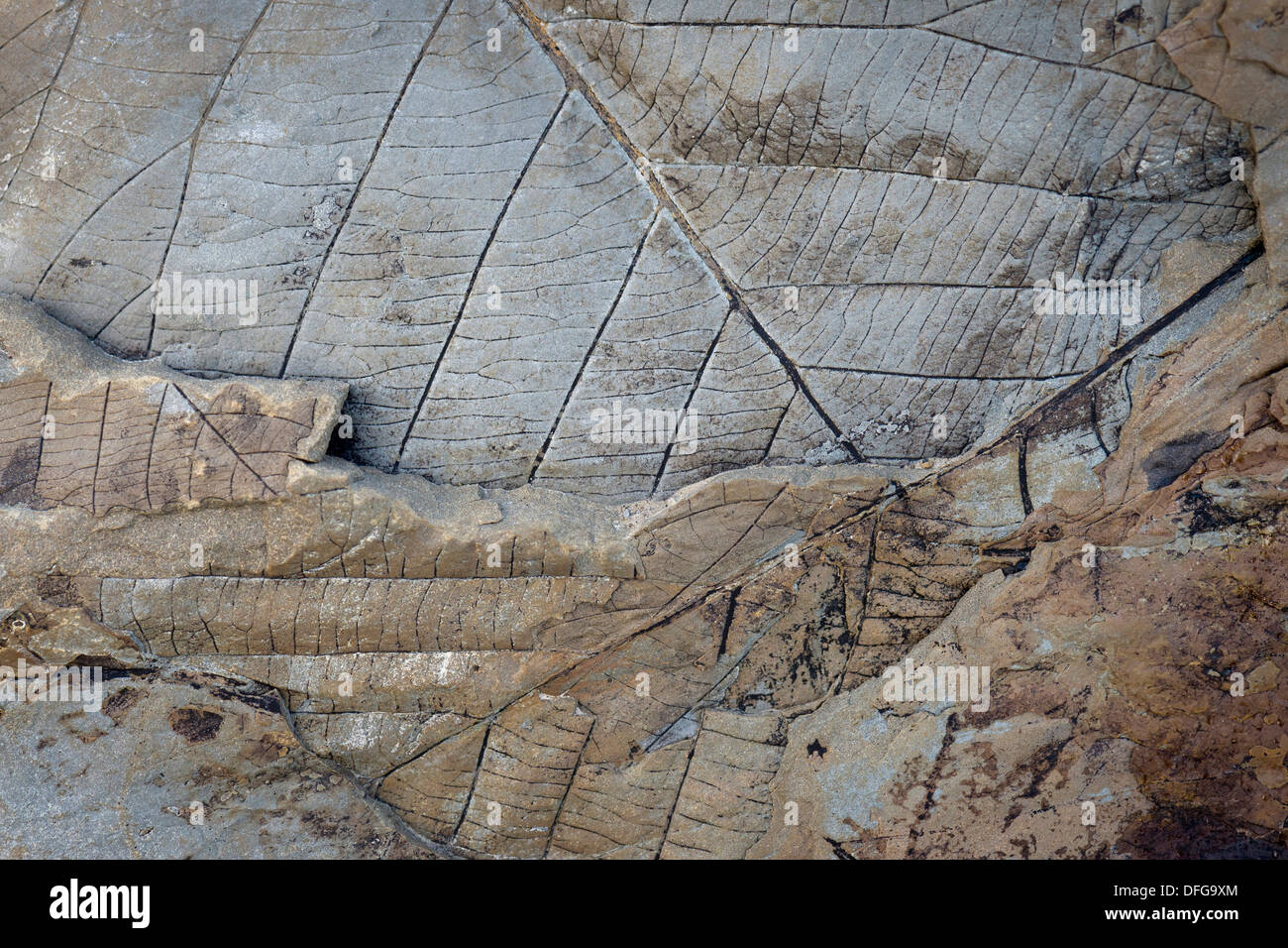 Fossilien von Laub Blätter, 35 Millionen Jahre alt, gefunden am Longyearbreen Gletscher, Longyeardalen Tal, Spitzbergen Insel Stockfoto