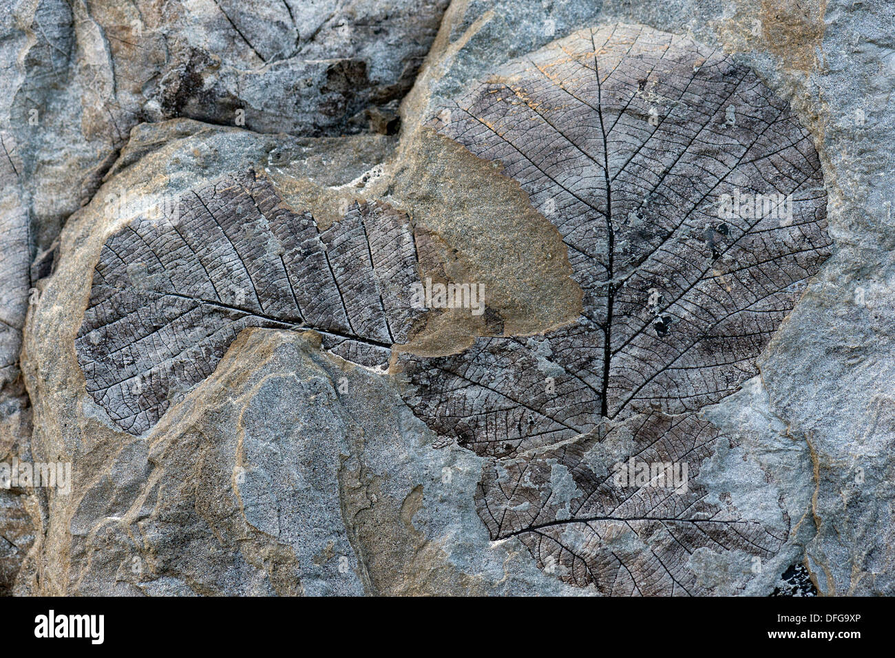 Fossilien von Laub Blätter, 35 Millionen Jahre alt, gefunden am Longyearbreen Gletscher, Longyeardalen Tal, Spitzbergen Insel Stockfoto