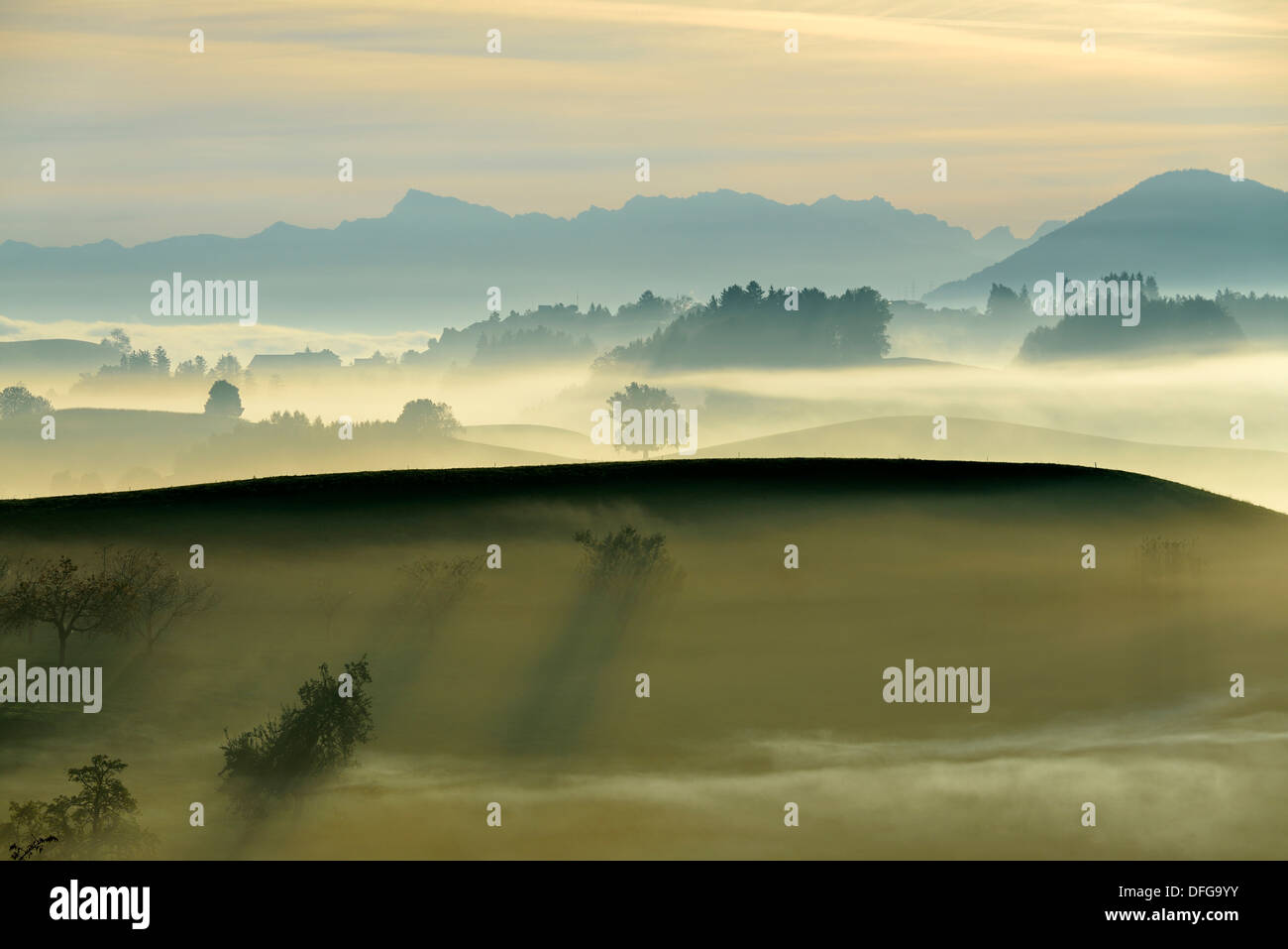 Herbstliche Nebel Atmosphäre im Schweizer Mittelland oder Mittelland, Hirzel, Kanton Zürich, Schweiz Stockfoto